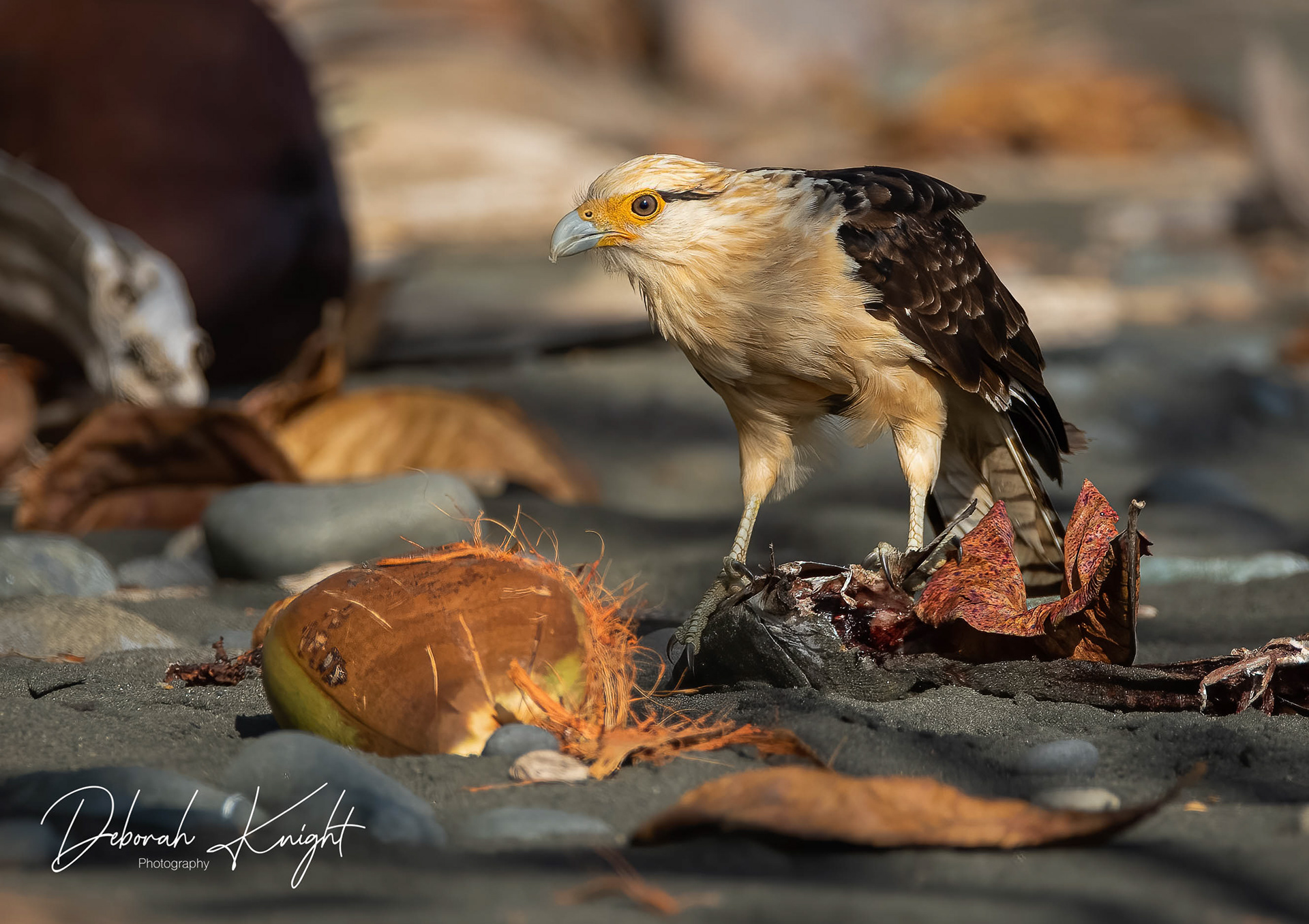 Yellow-Headed Caracara