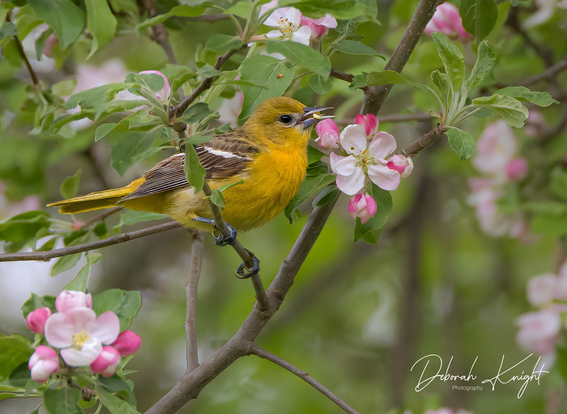 Baltimore Oriole