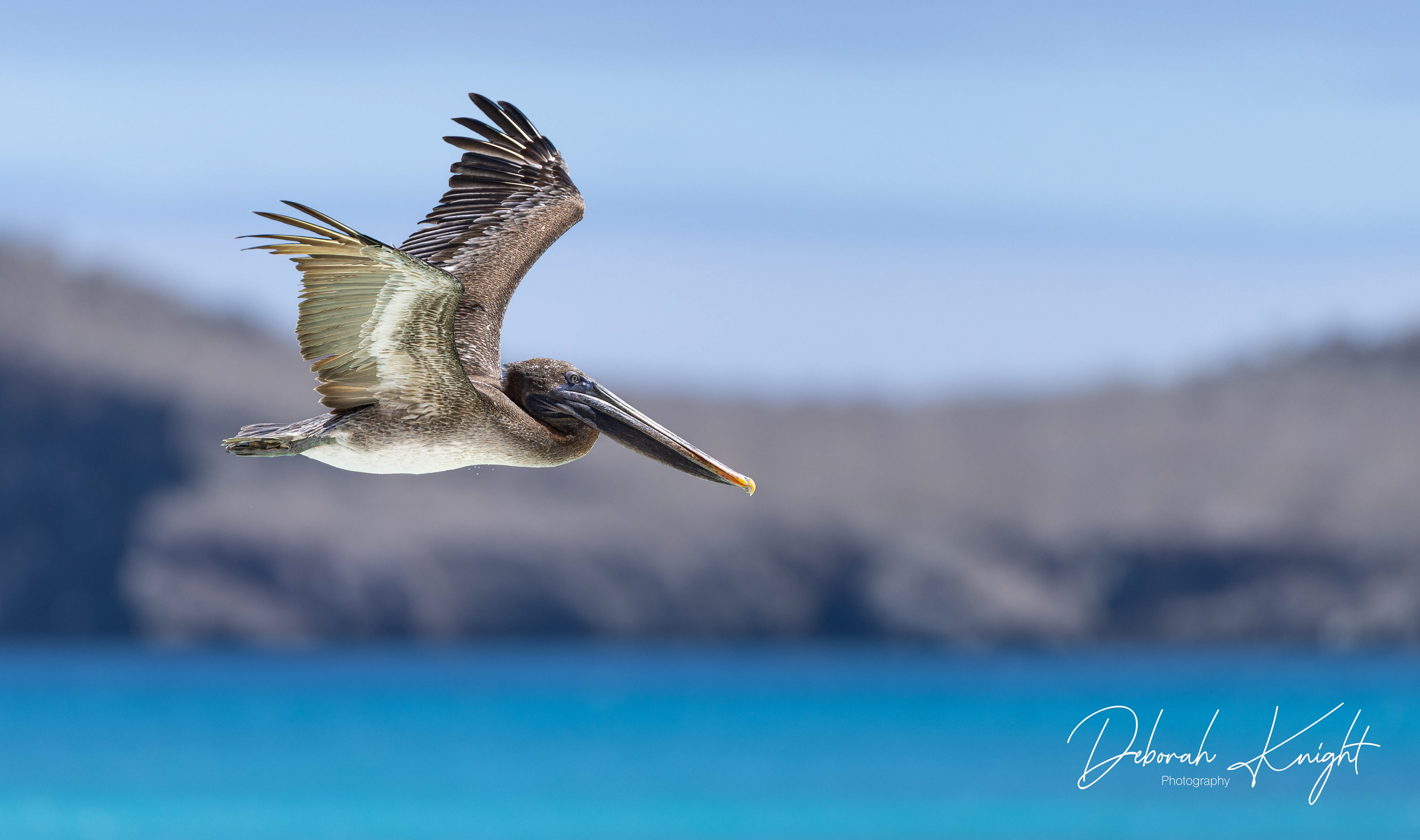 Pelican