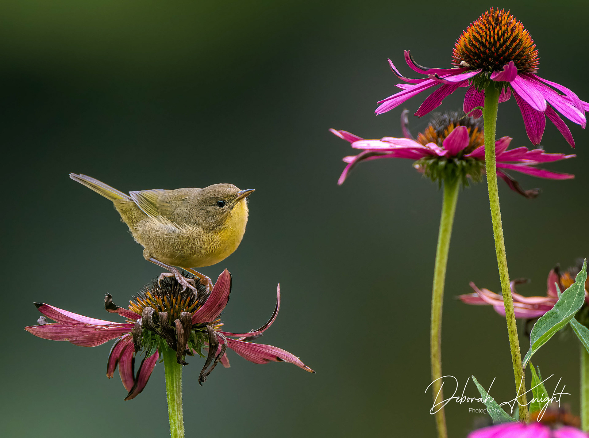 Common Yellowthroat