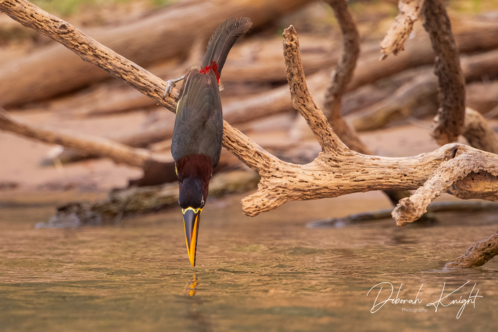 Chestnut-Eared Aracari