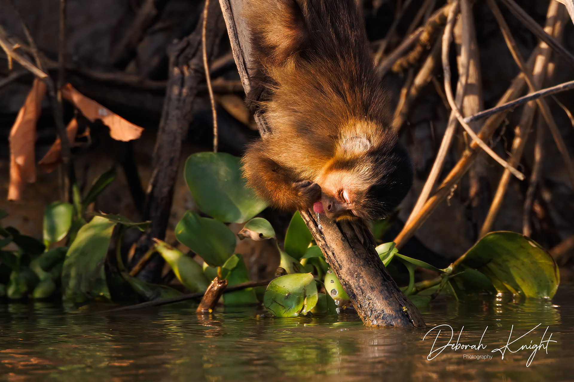 Hooded Capuchin