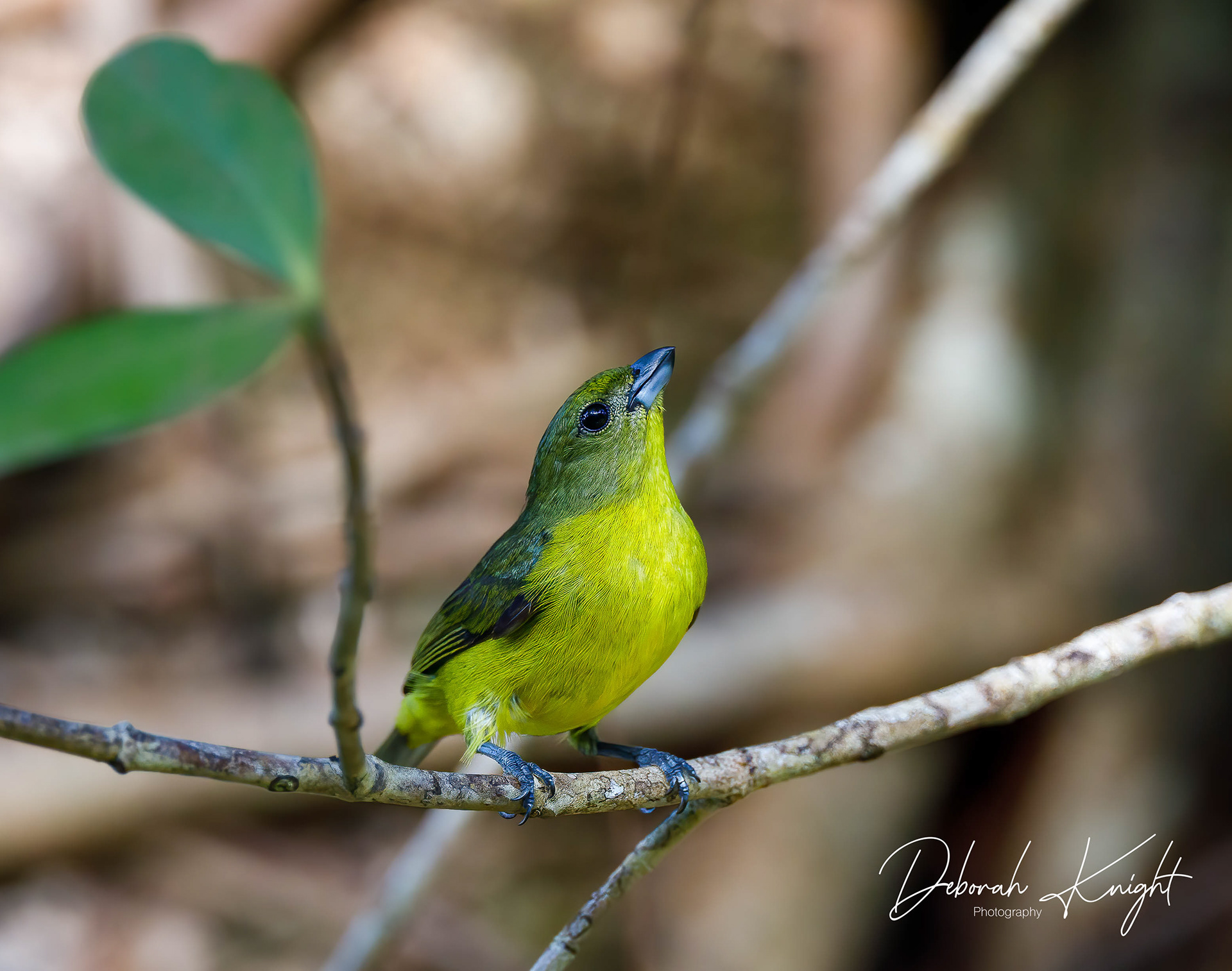 Thick-Billed Euphonia