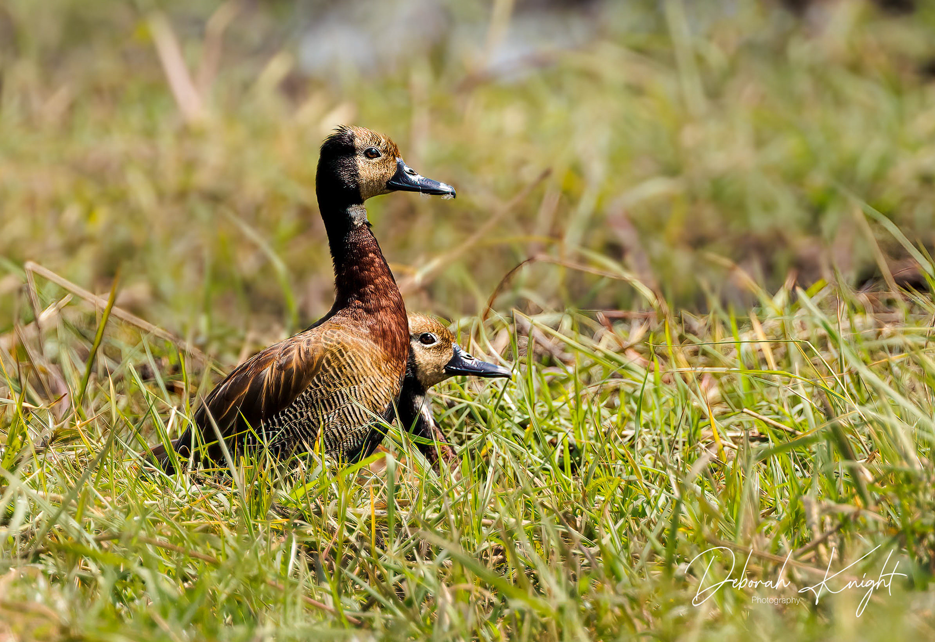 White-Faced Whistling-Duck