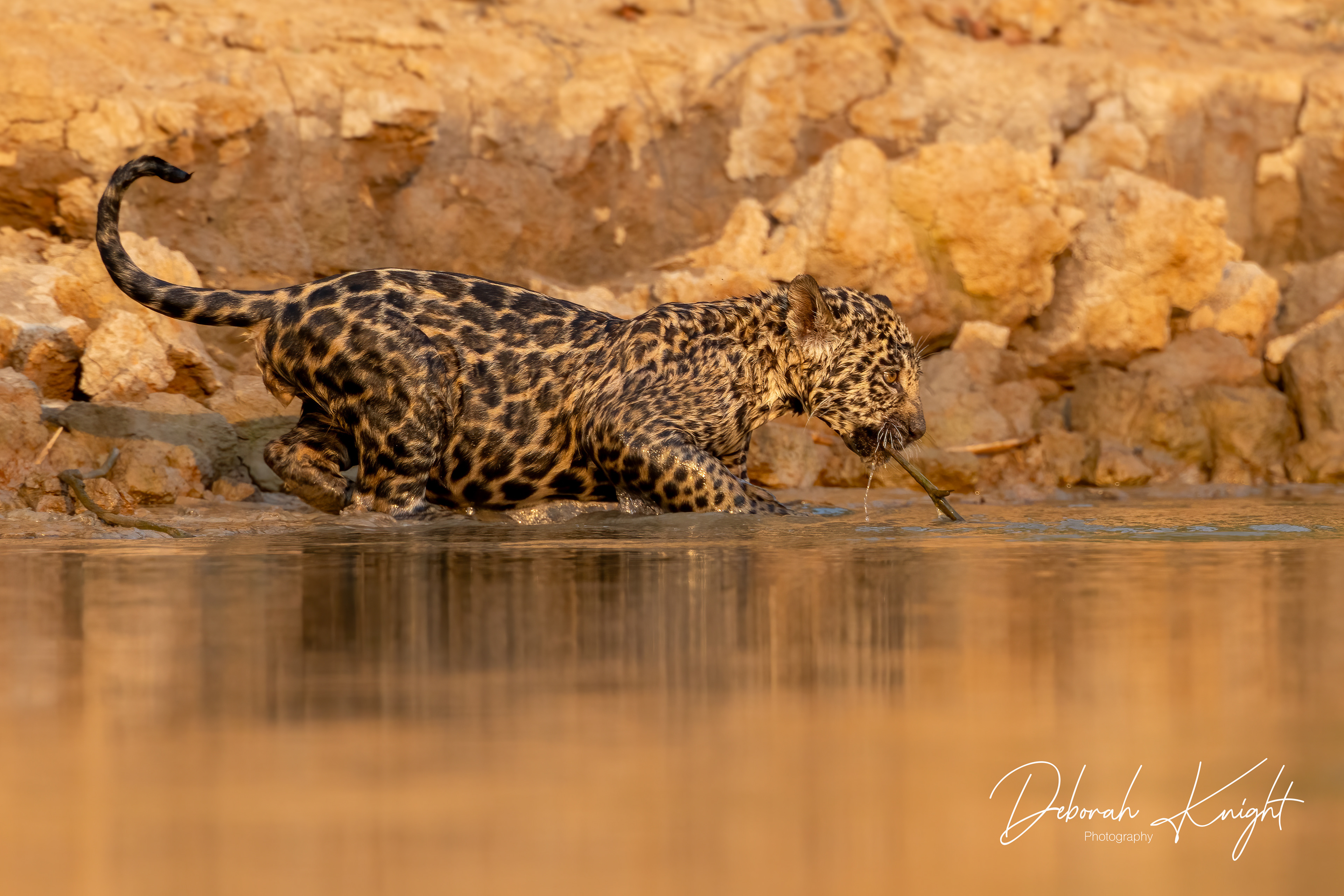 Jaguar Cub