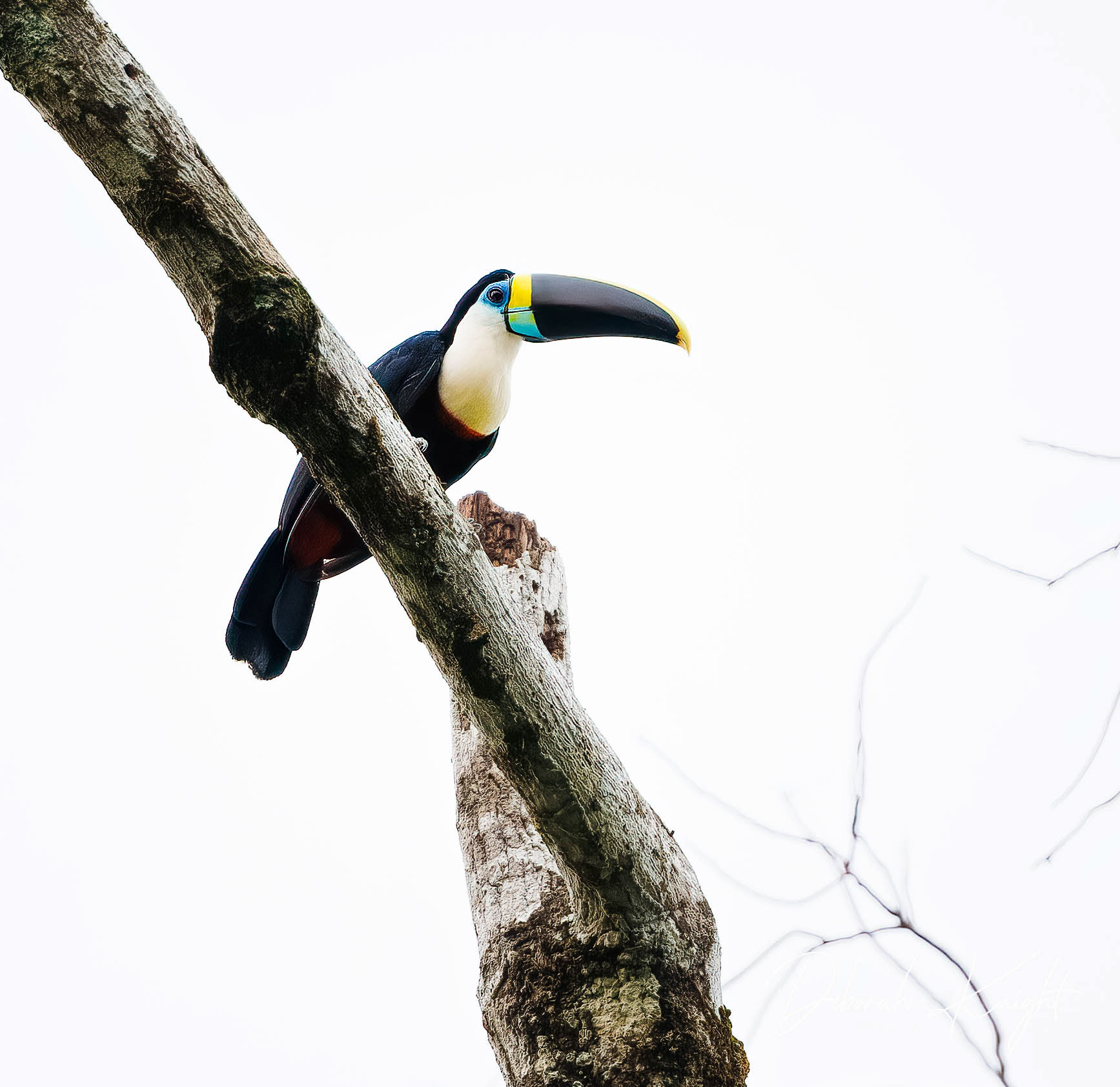 White-Throated Toucan