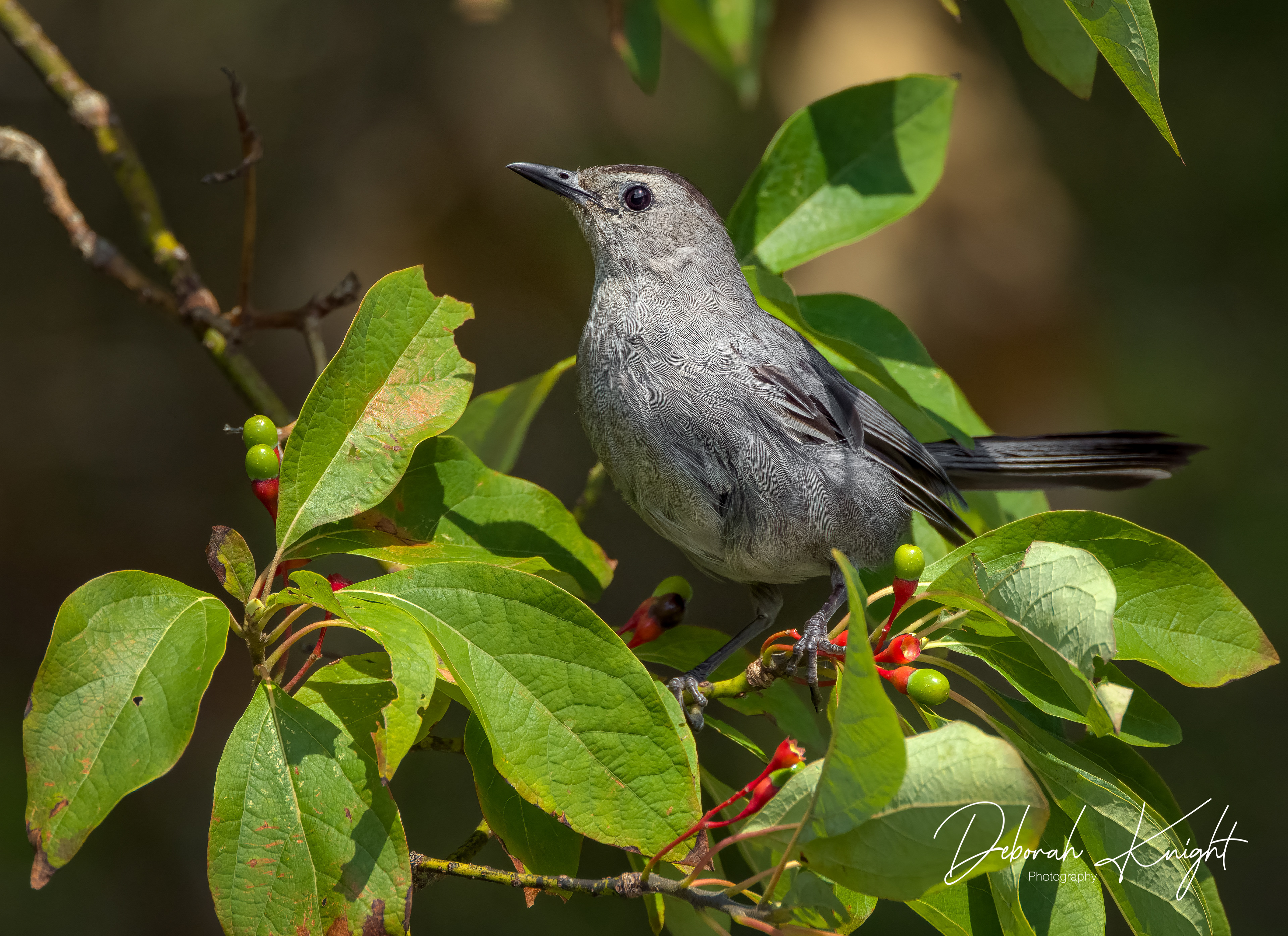 Gray Catbird