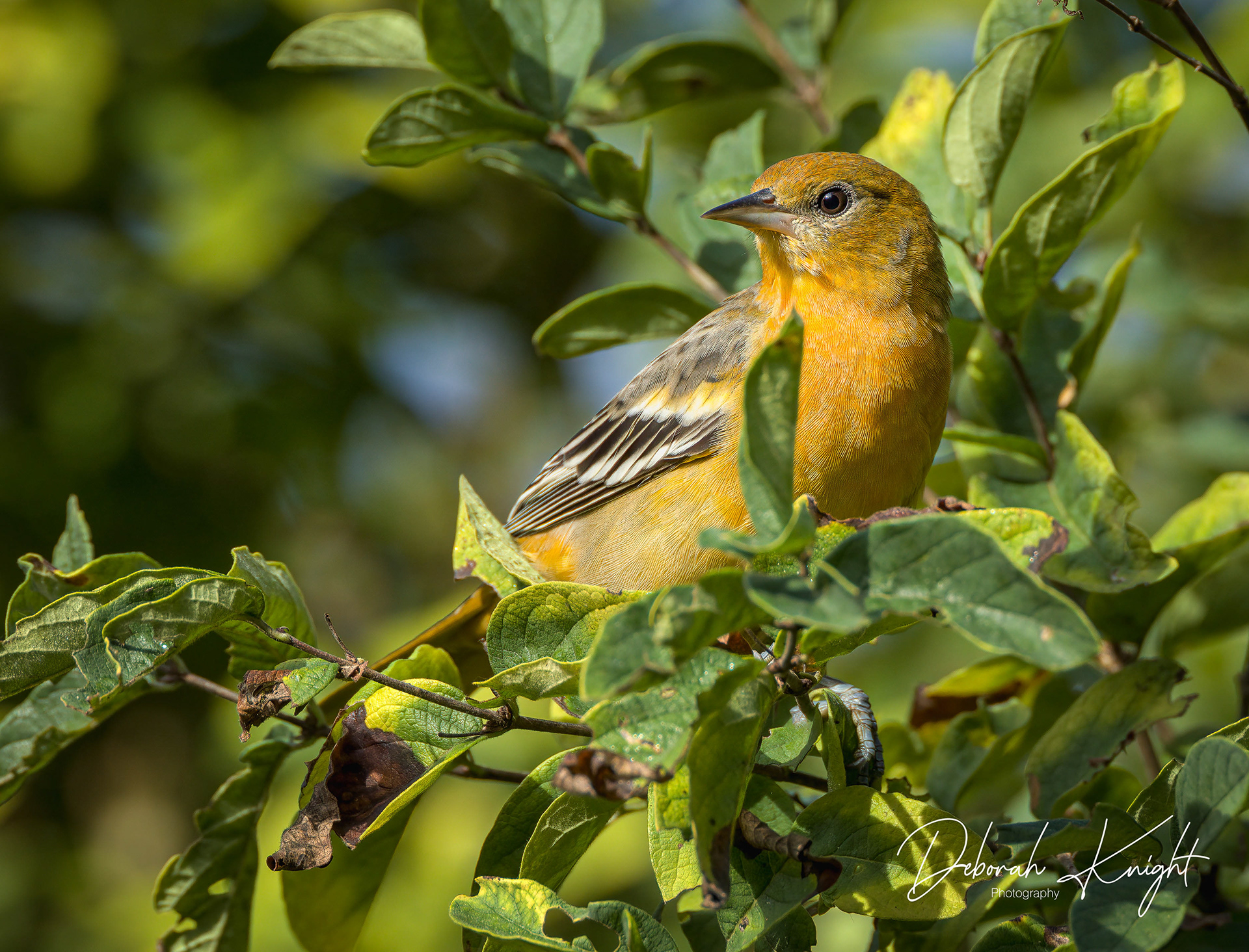 Baltimore Oriole