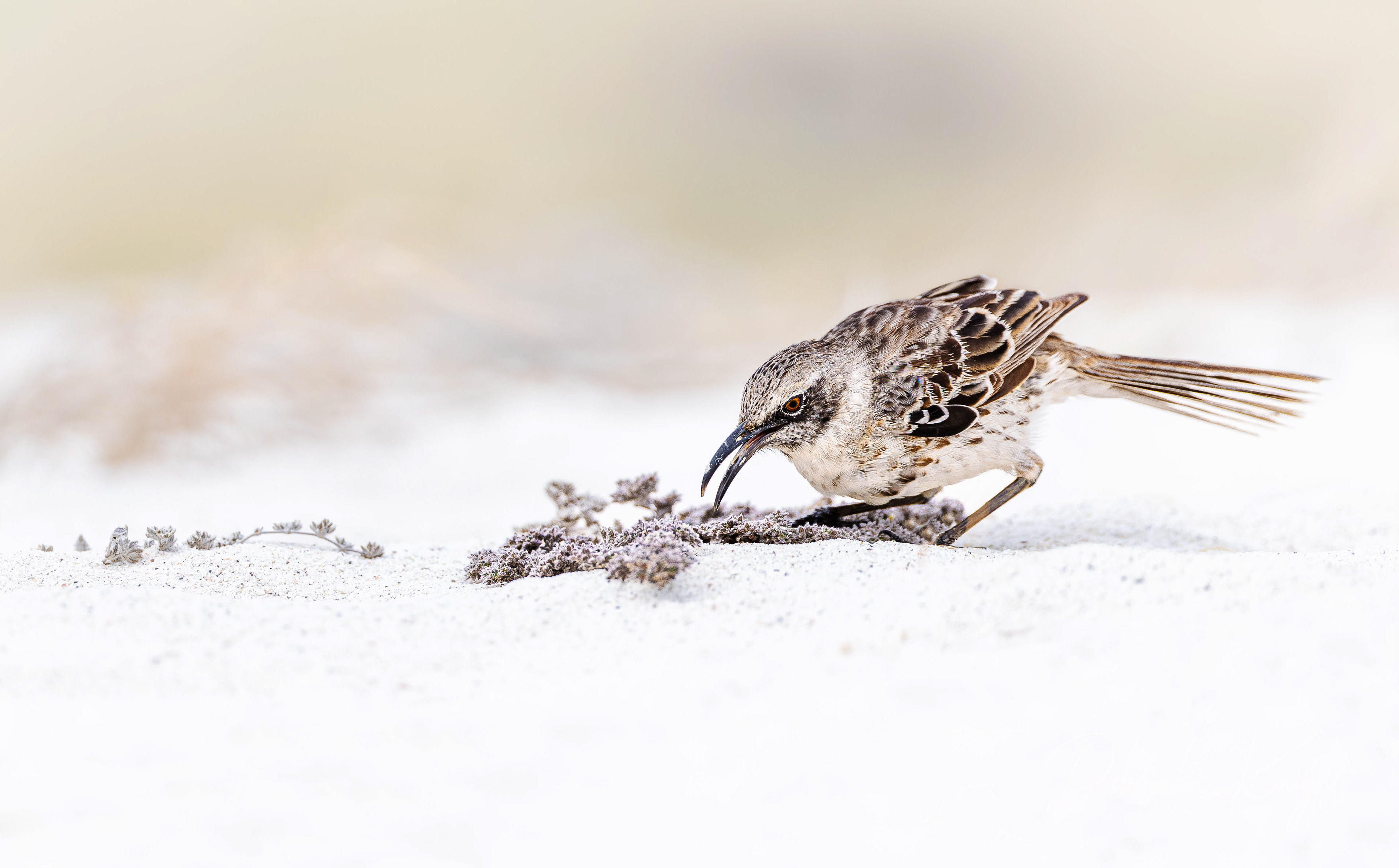 Galapagos Mockingbird