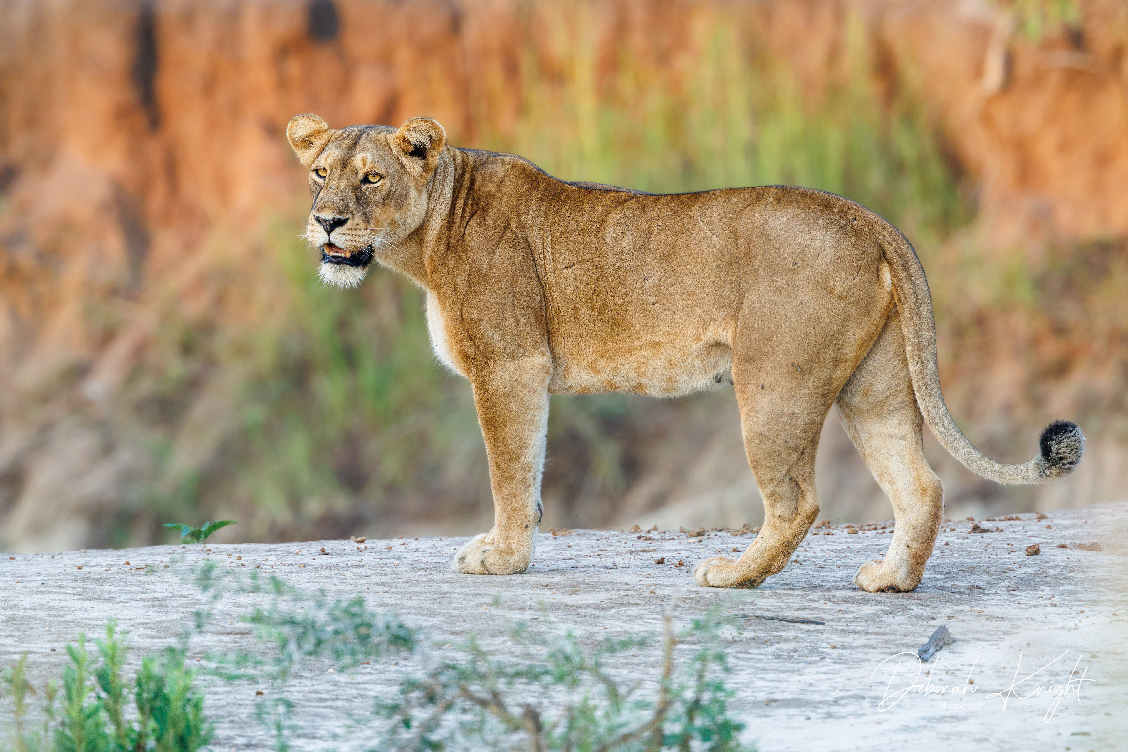 Lion