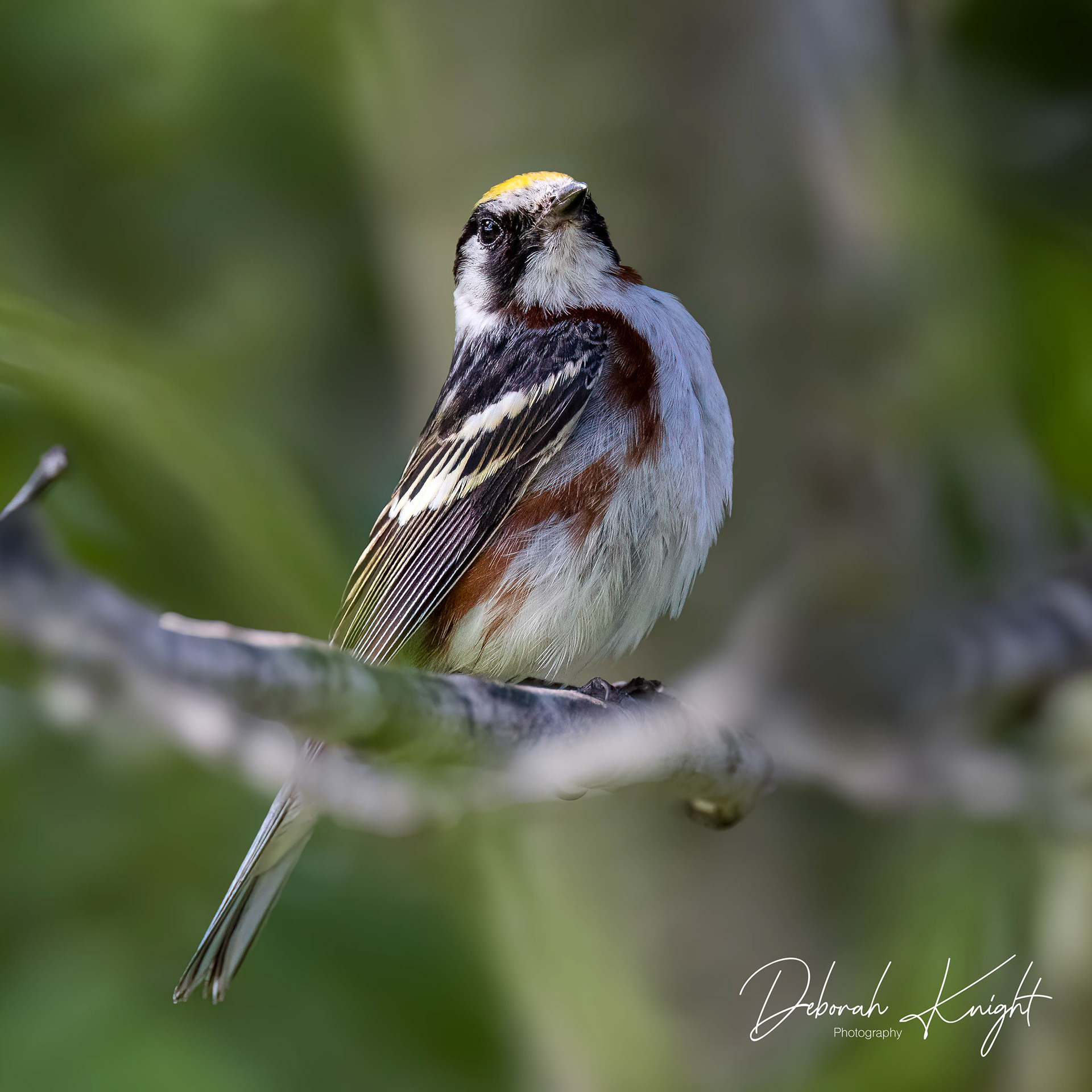 Chestnut-Sided Warbler