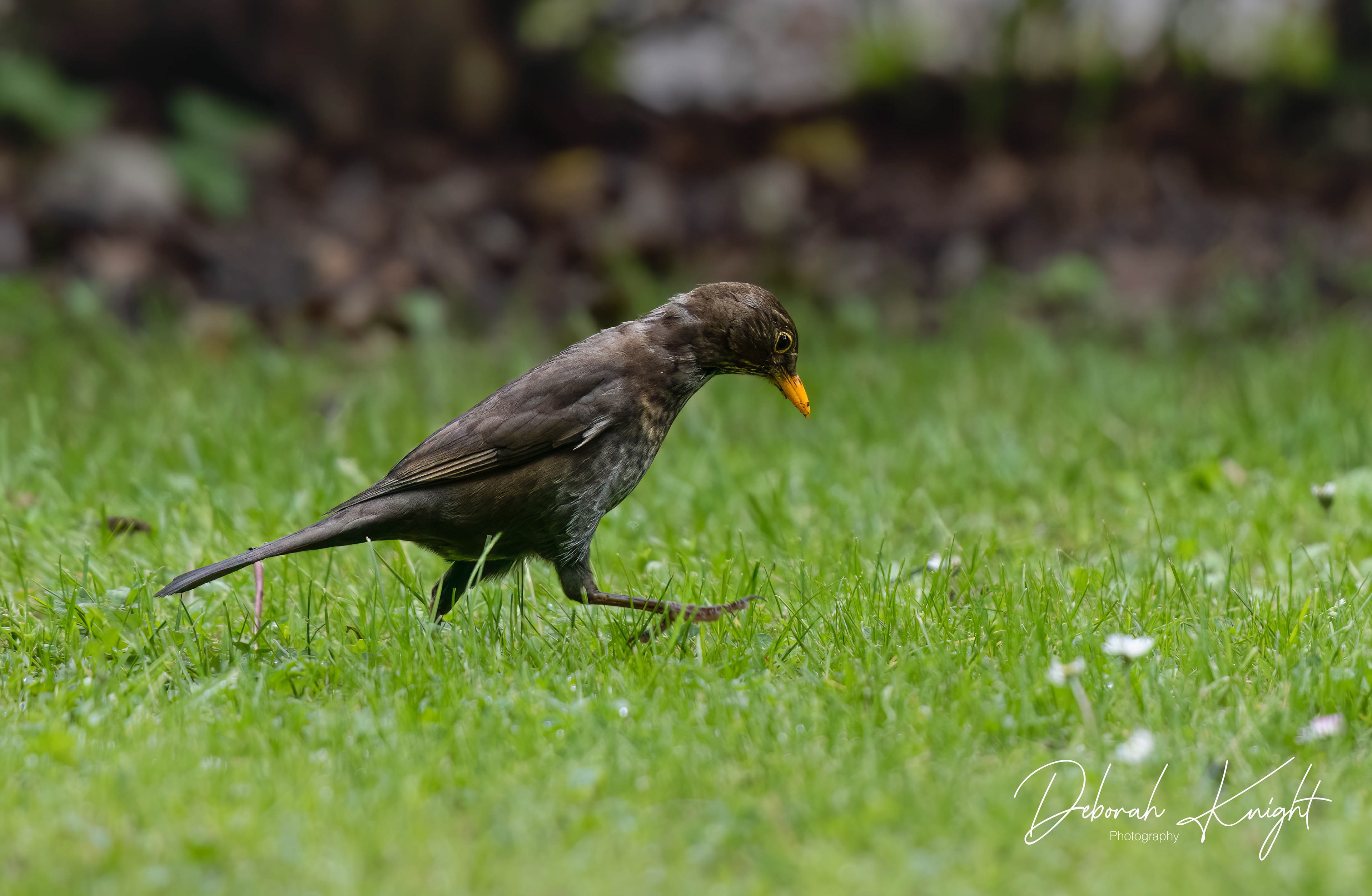 Eurasian Blackbird
