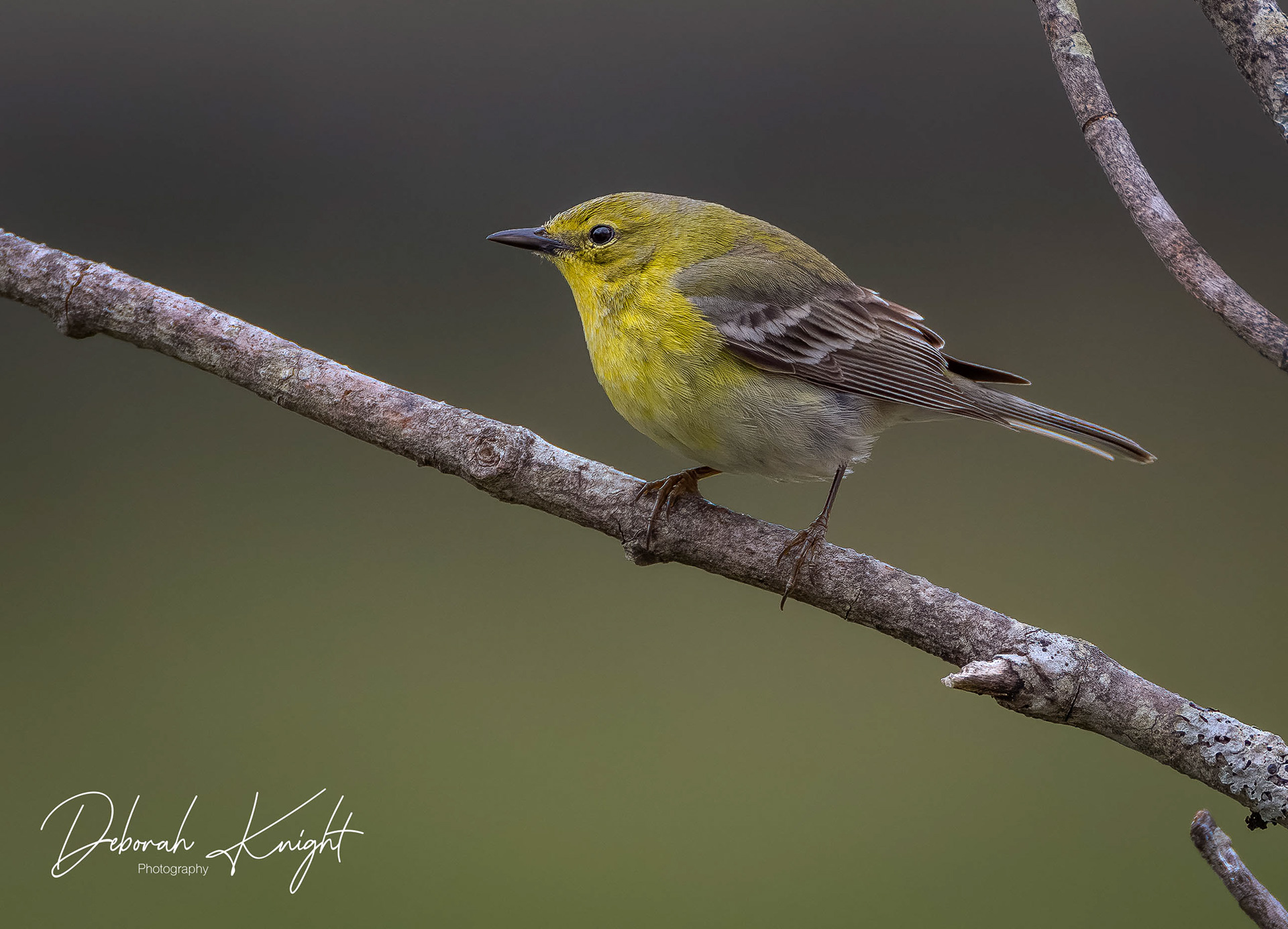 Pine Warbler