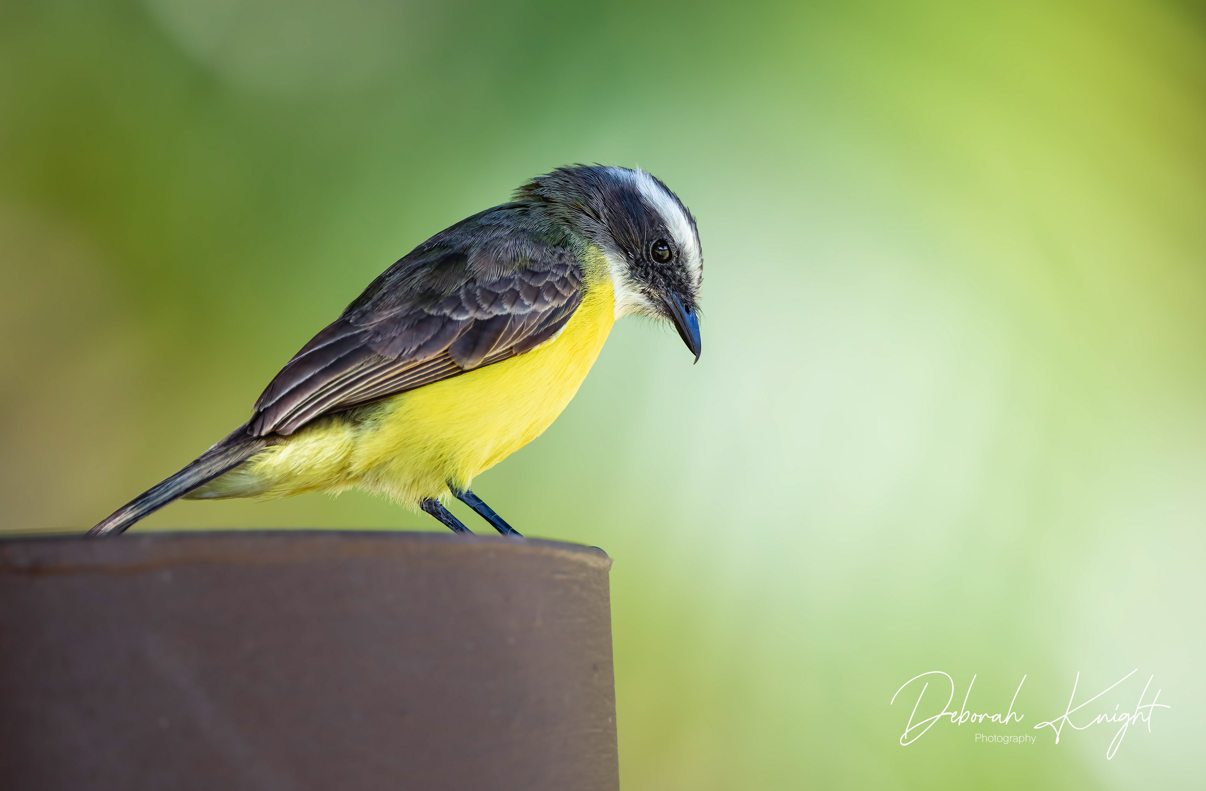 Social Flycatcher
