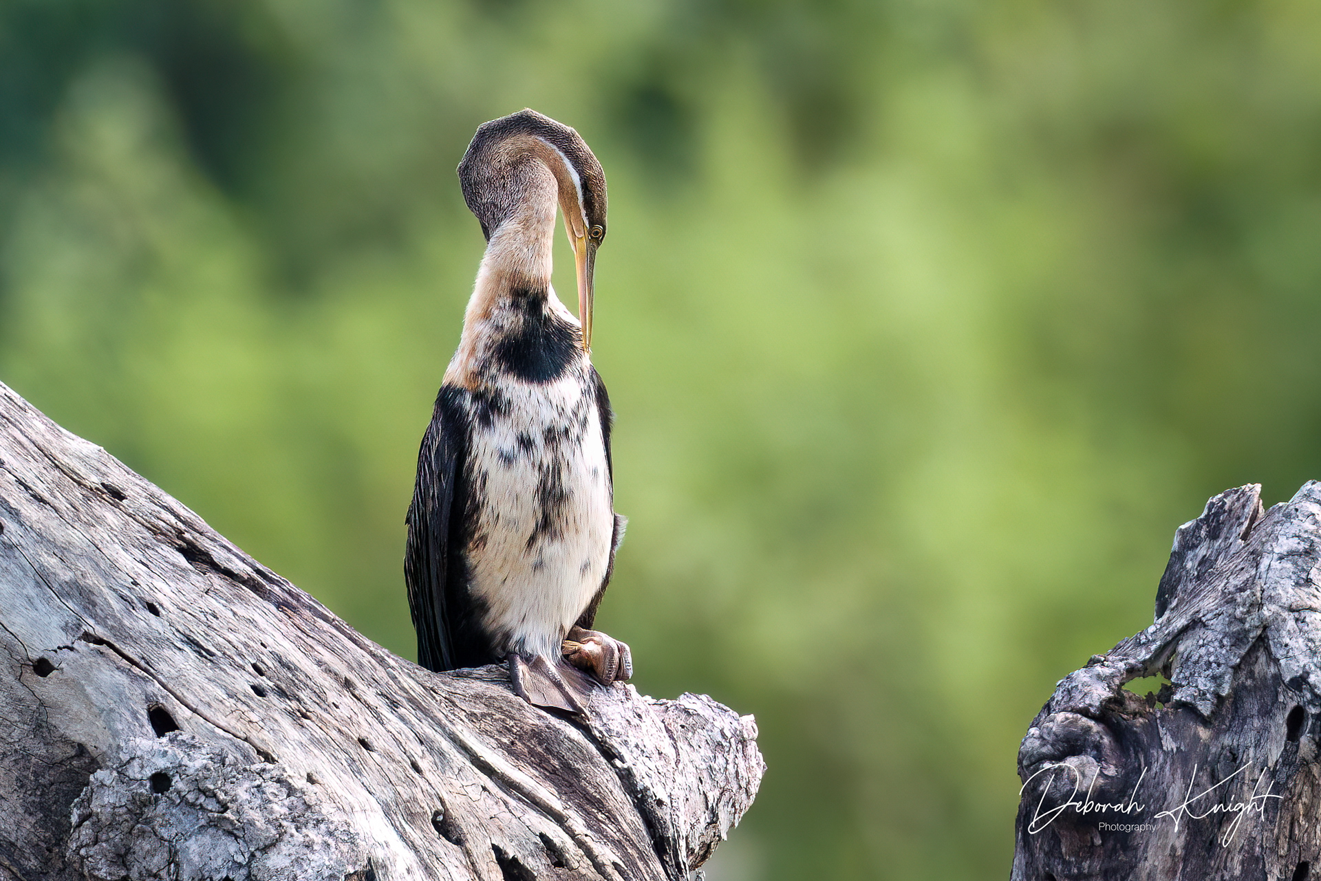 African Darter