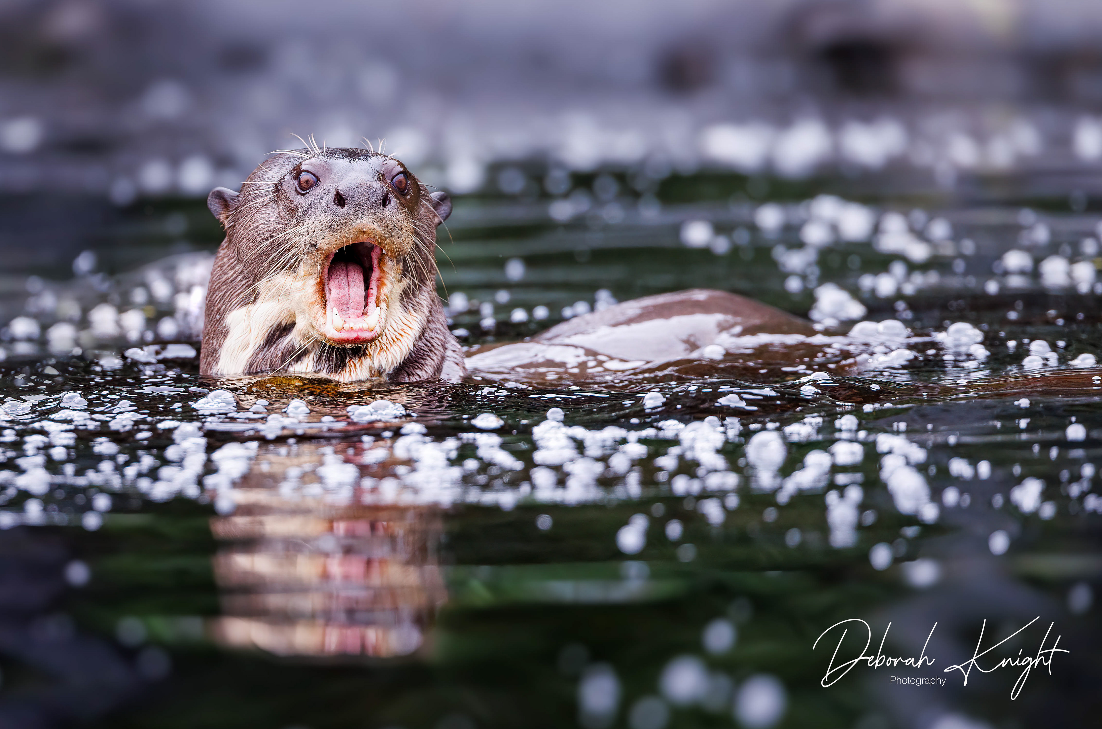 Giant River Otter
