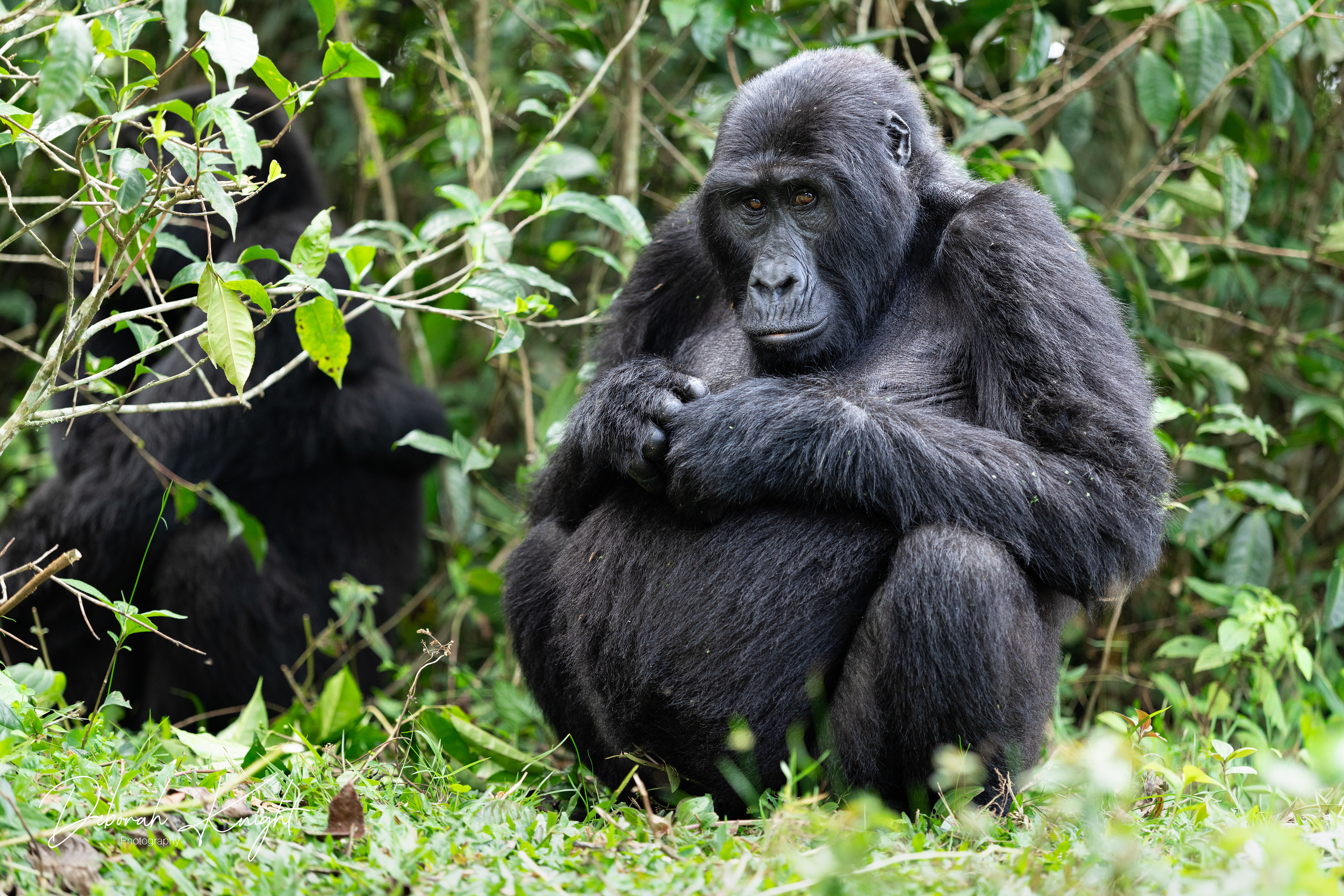 Mountain Gorilla