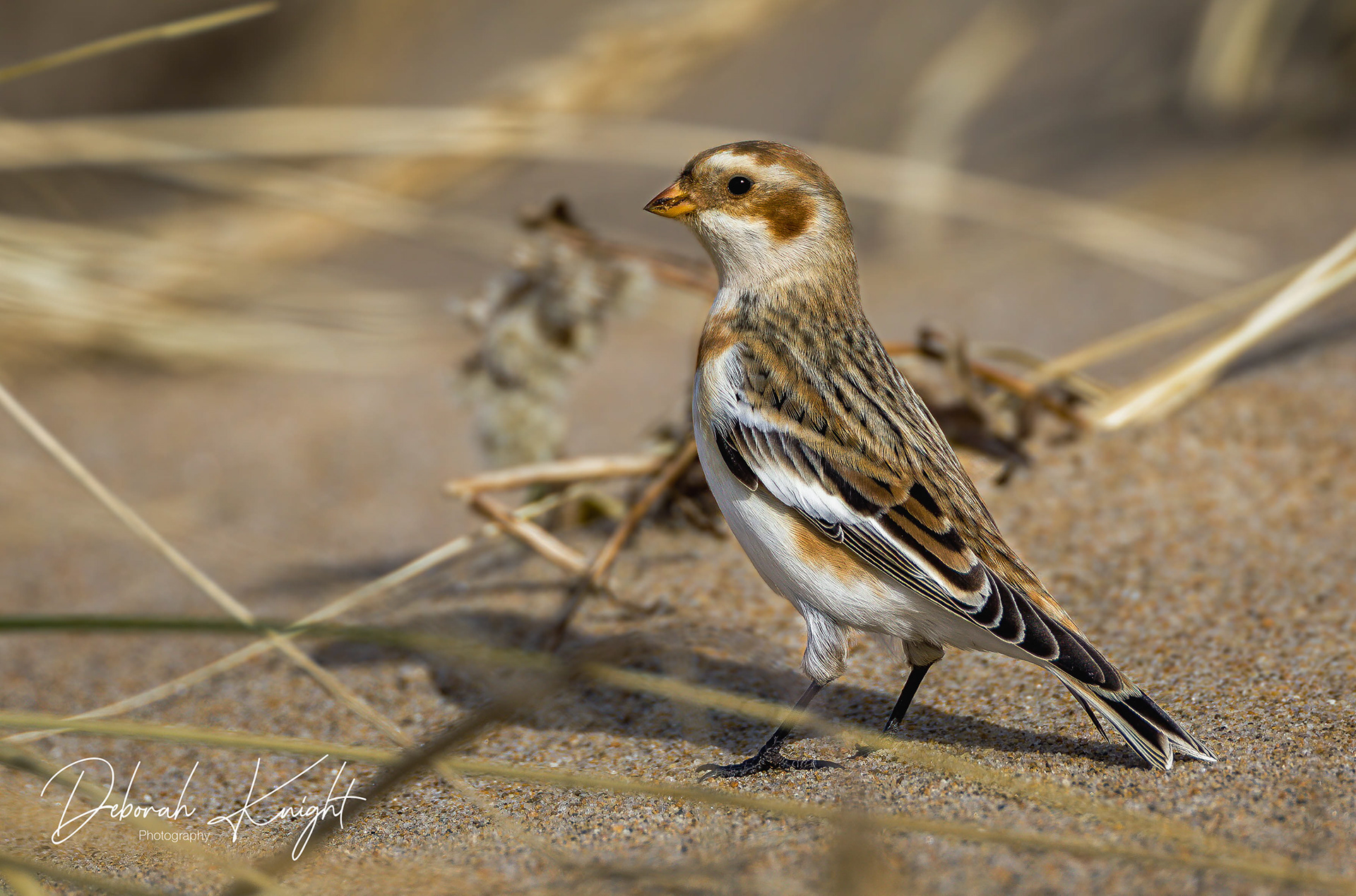 Snow Bunting