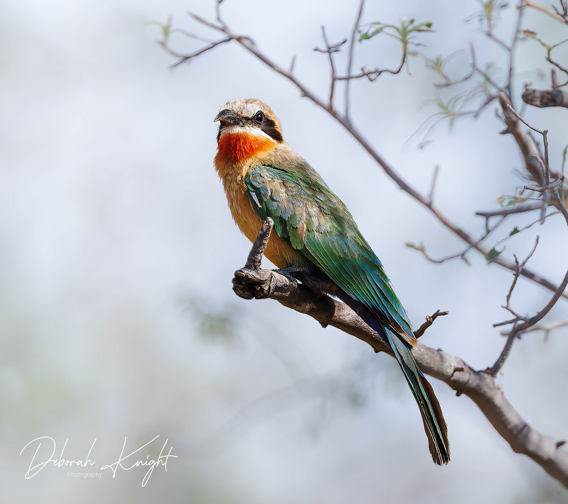 White-Fronted Bee-Eater