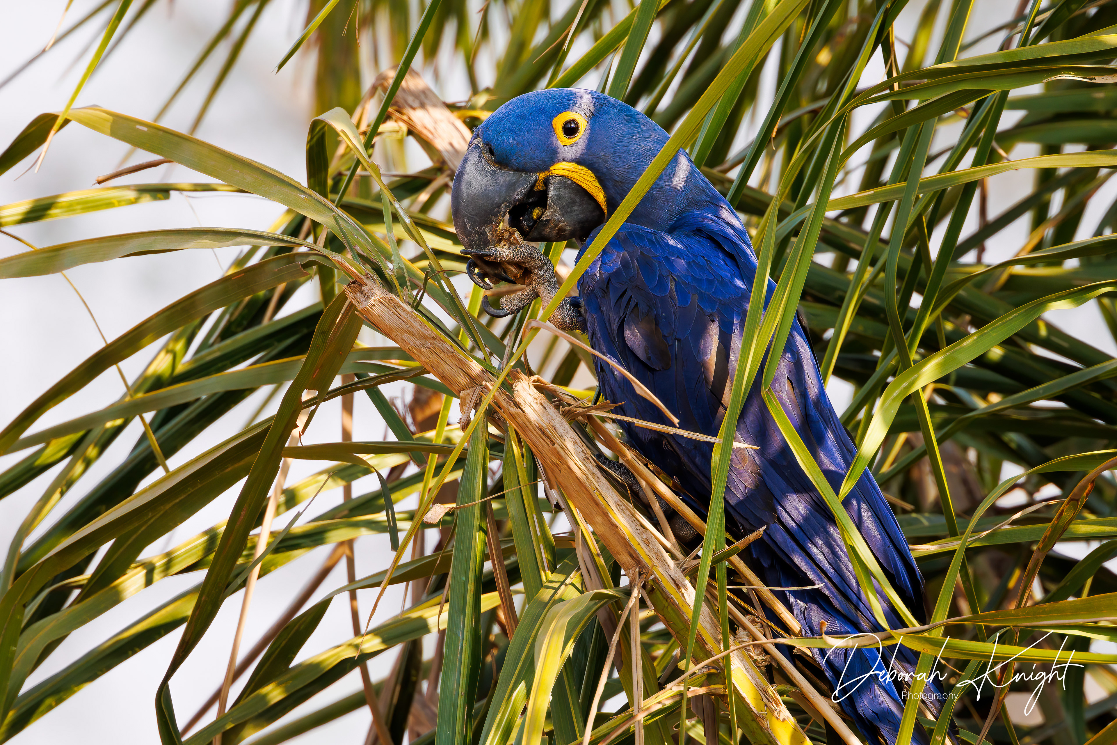 Hyacinth Macaw