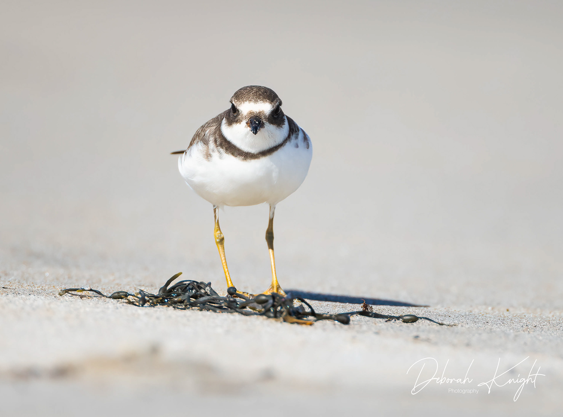 Semipalmated Plover