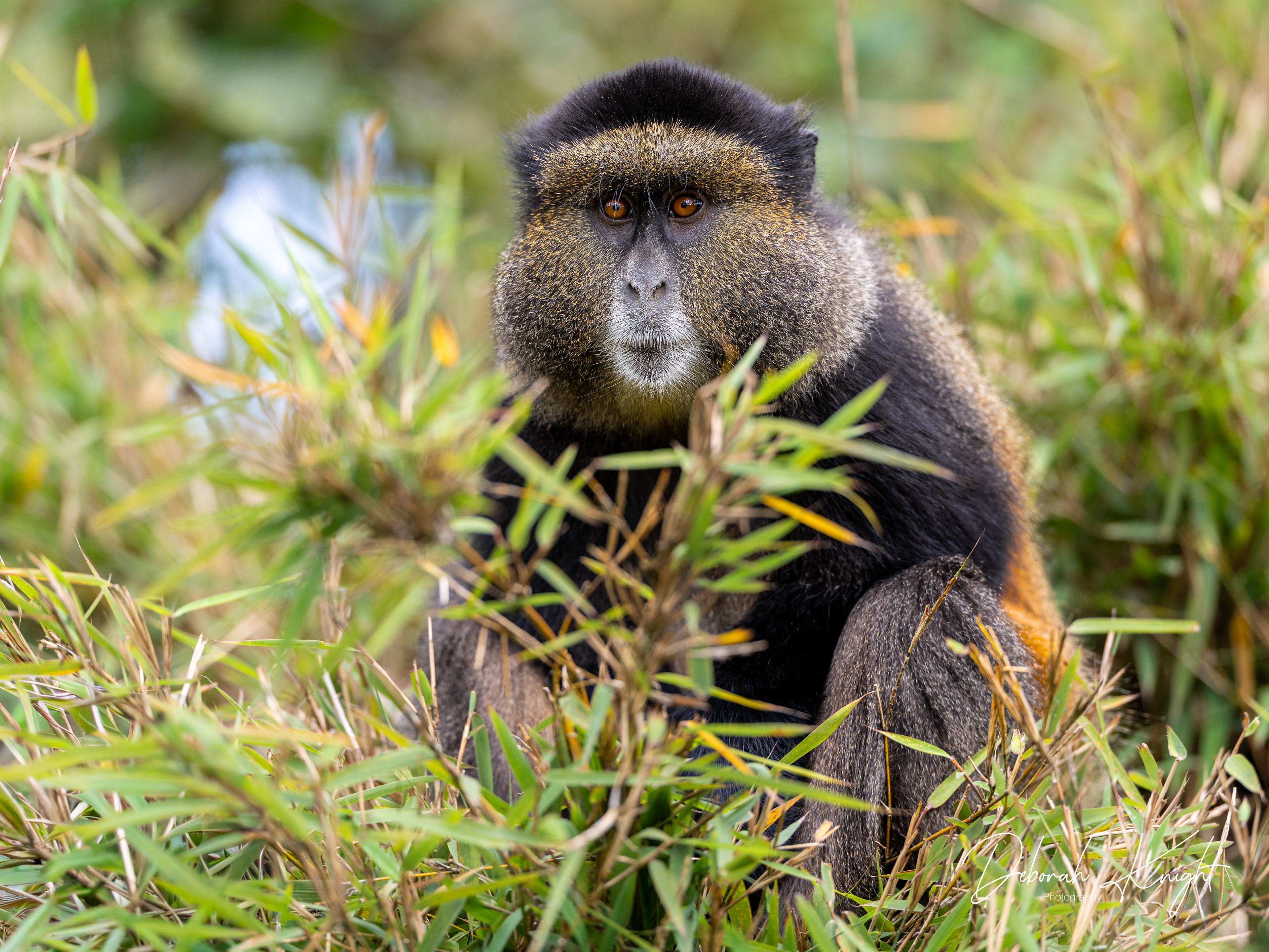 Golden Monkey