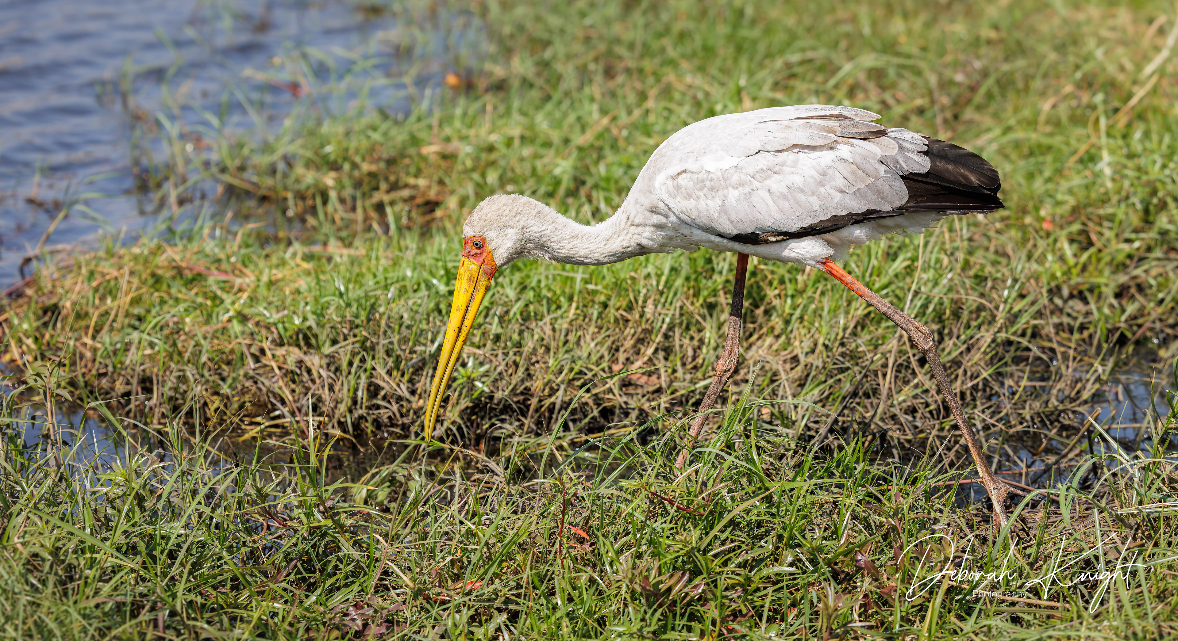 Yellow-Billed Stork