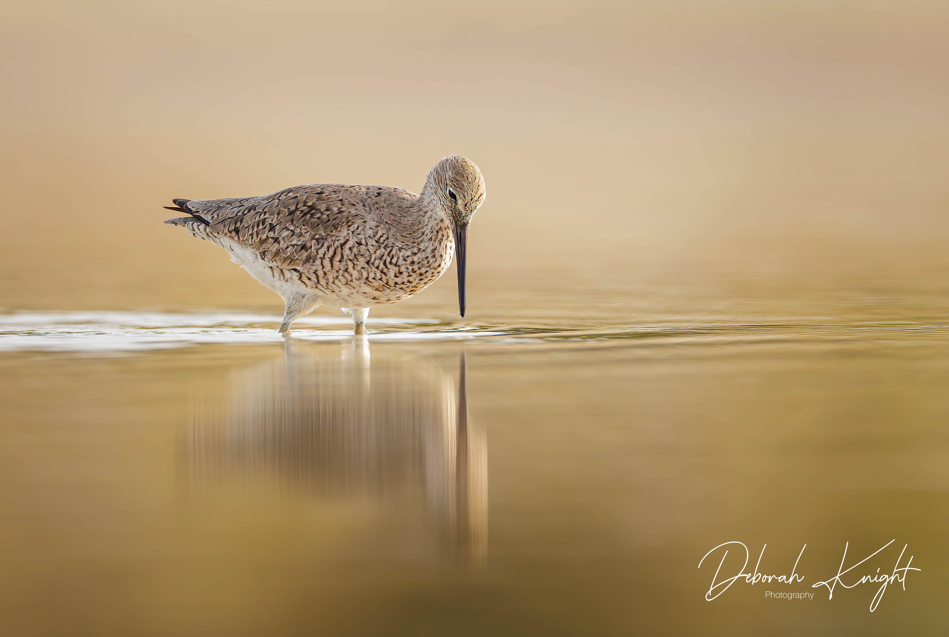 Willet