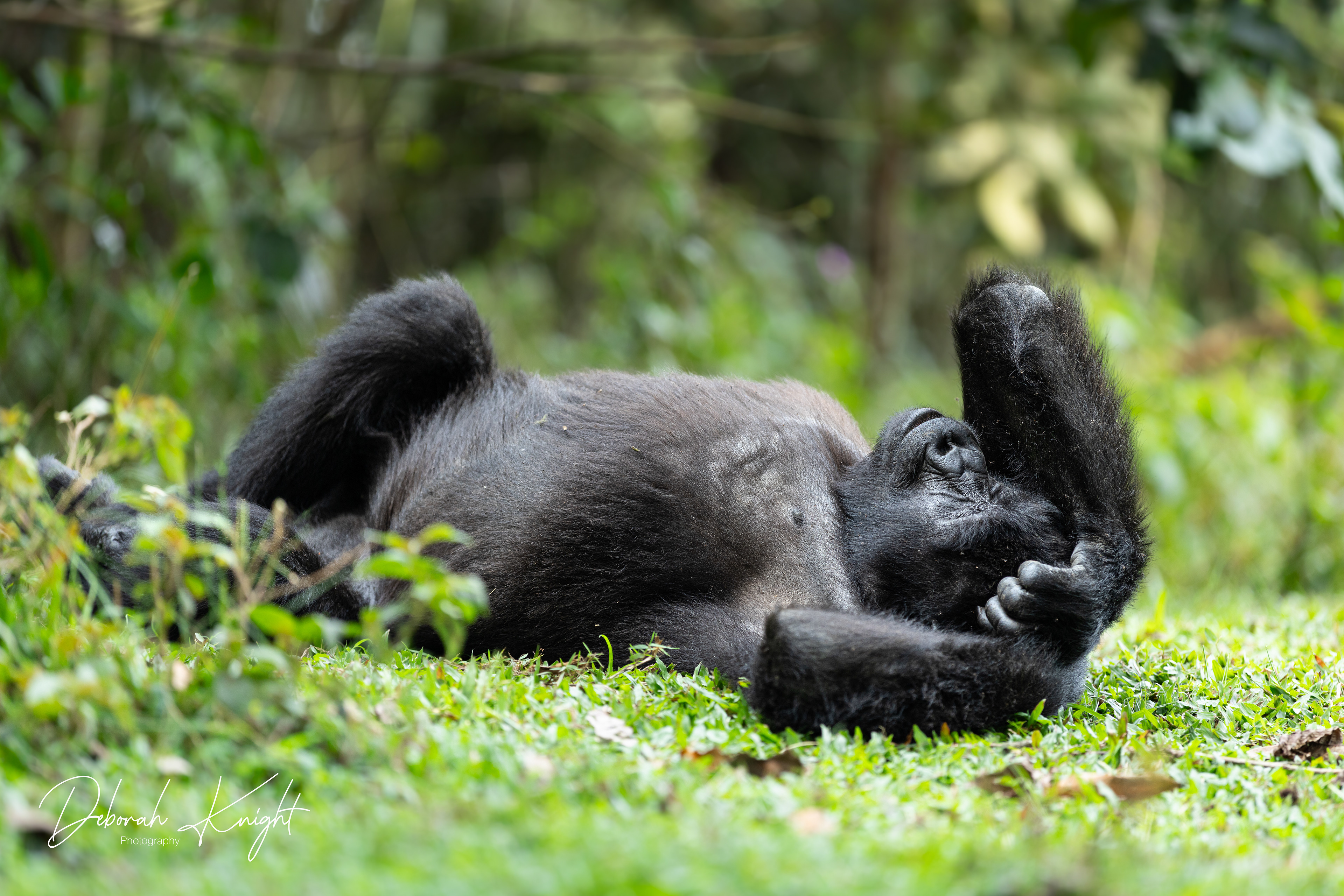 Mountain Gorilla