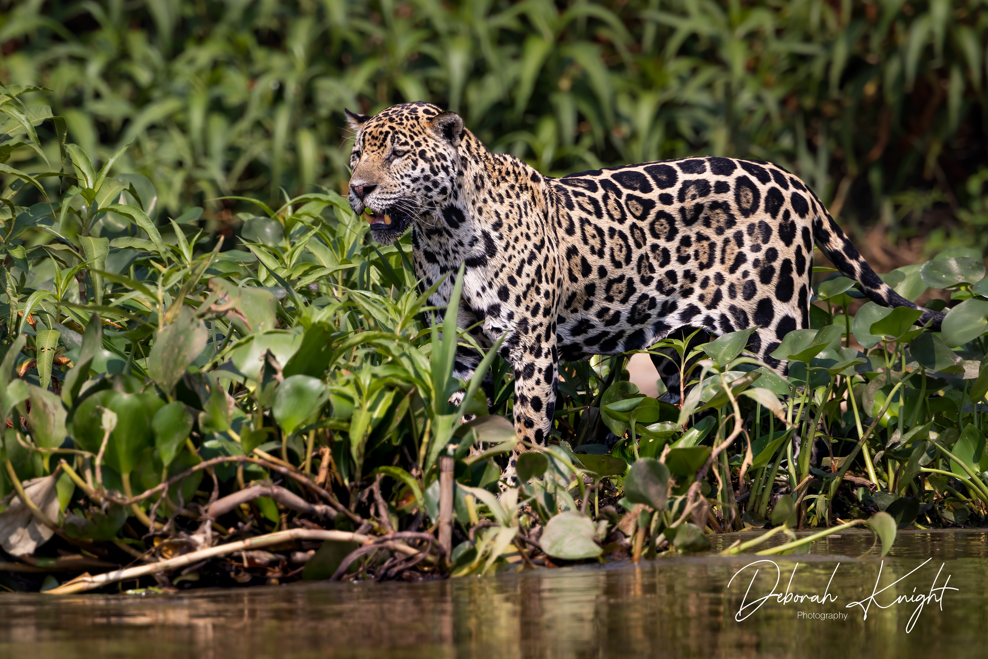 Jaguar