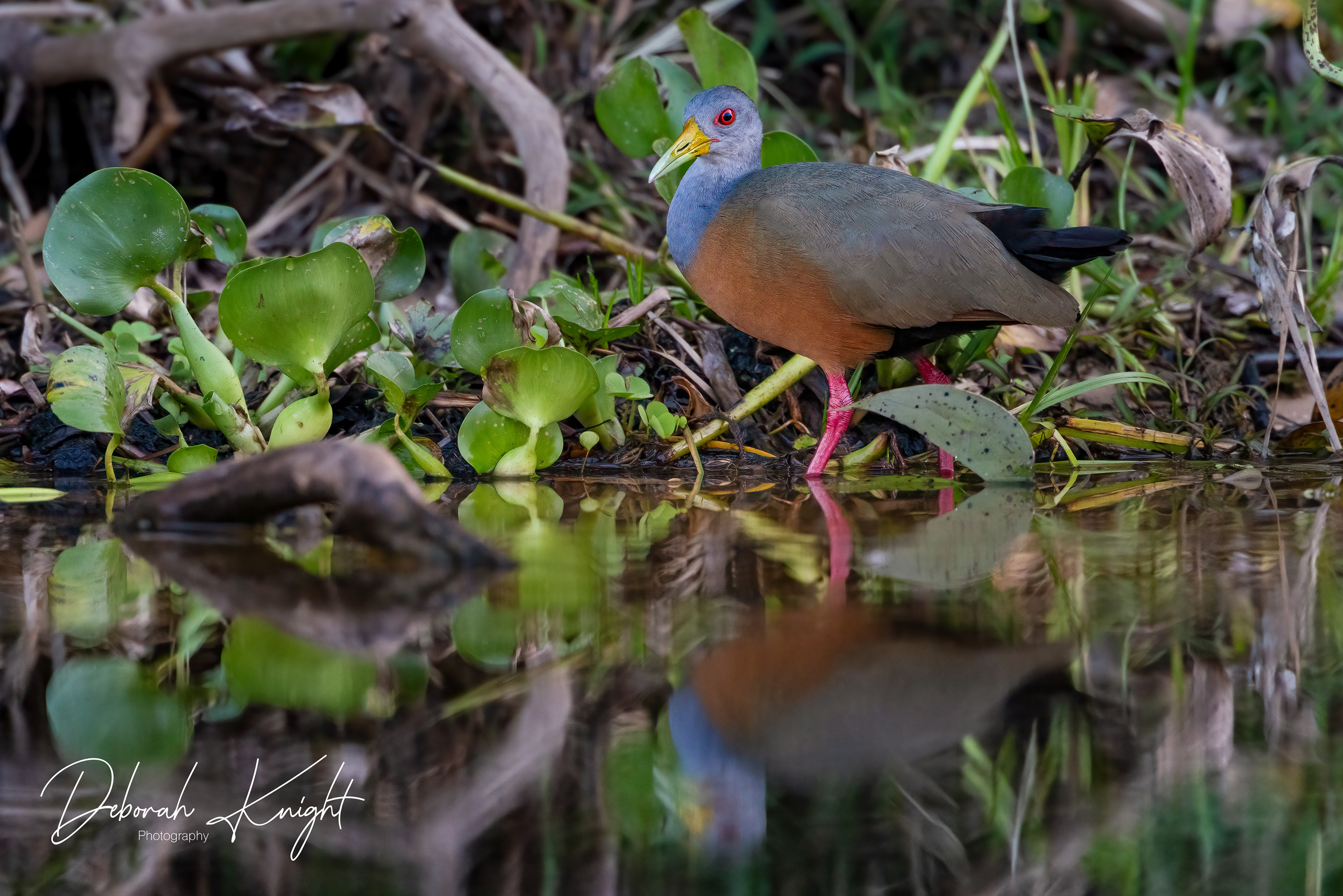 Grey-Necked Wood-Rail