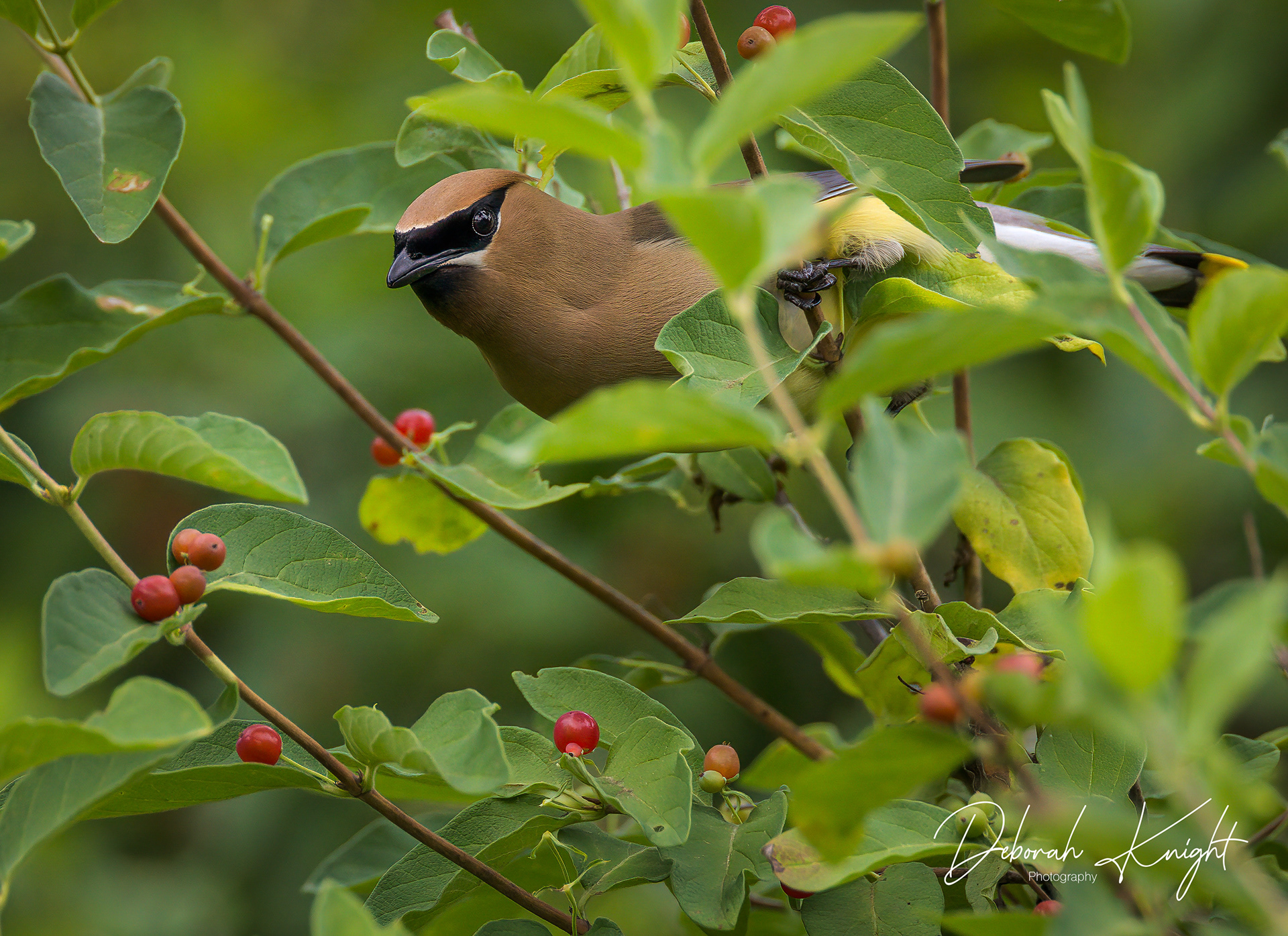 Cedar Waxwing