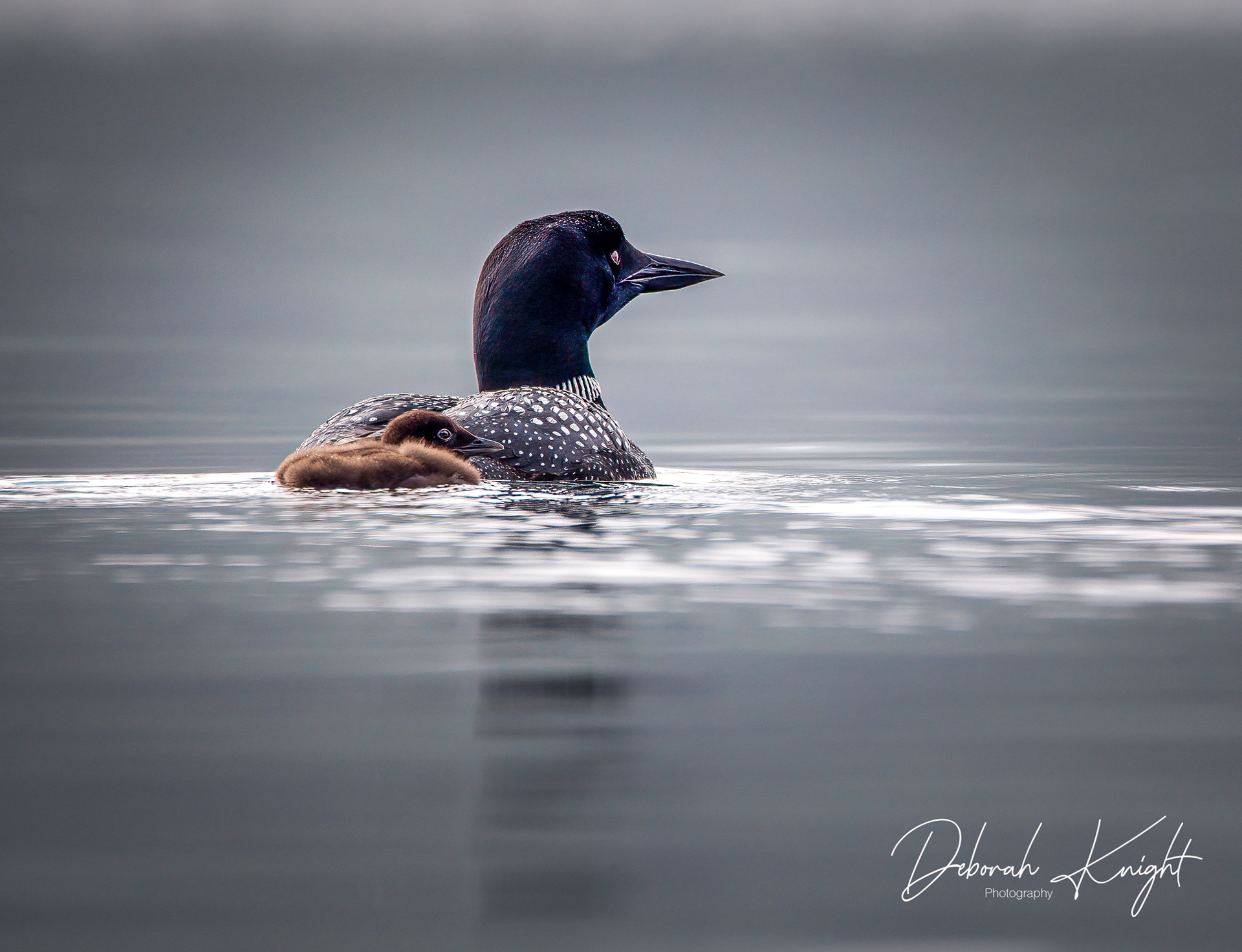 Common Loon