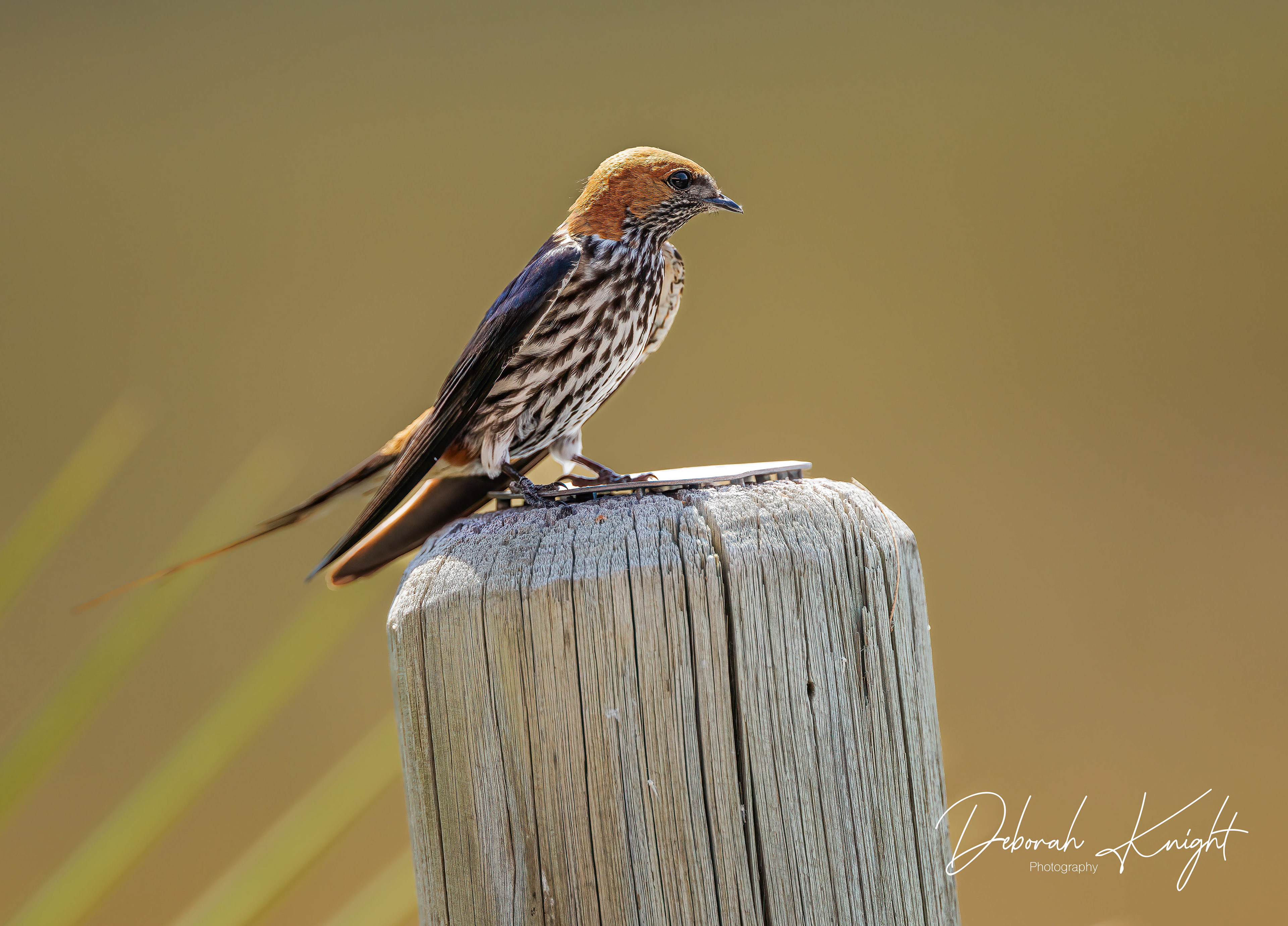 Lesser Striped Swallow