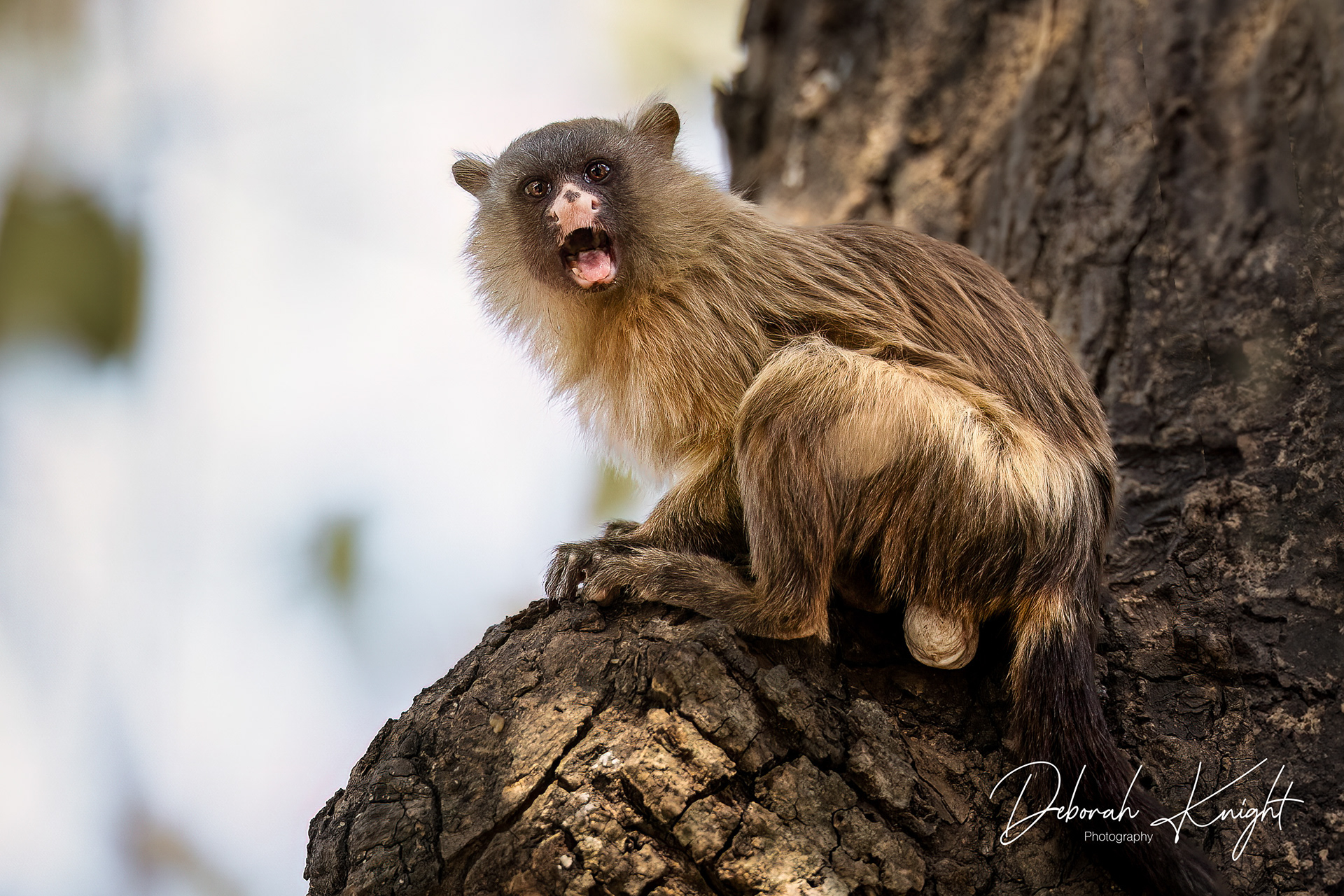 Black-Tailed Marmoset