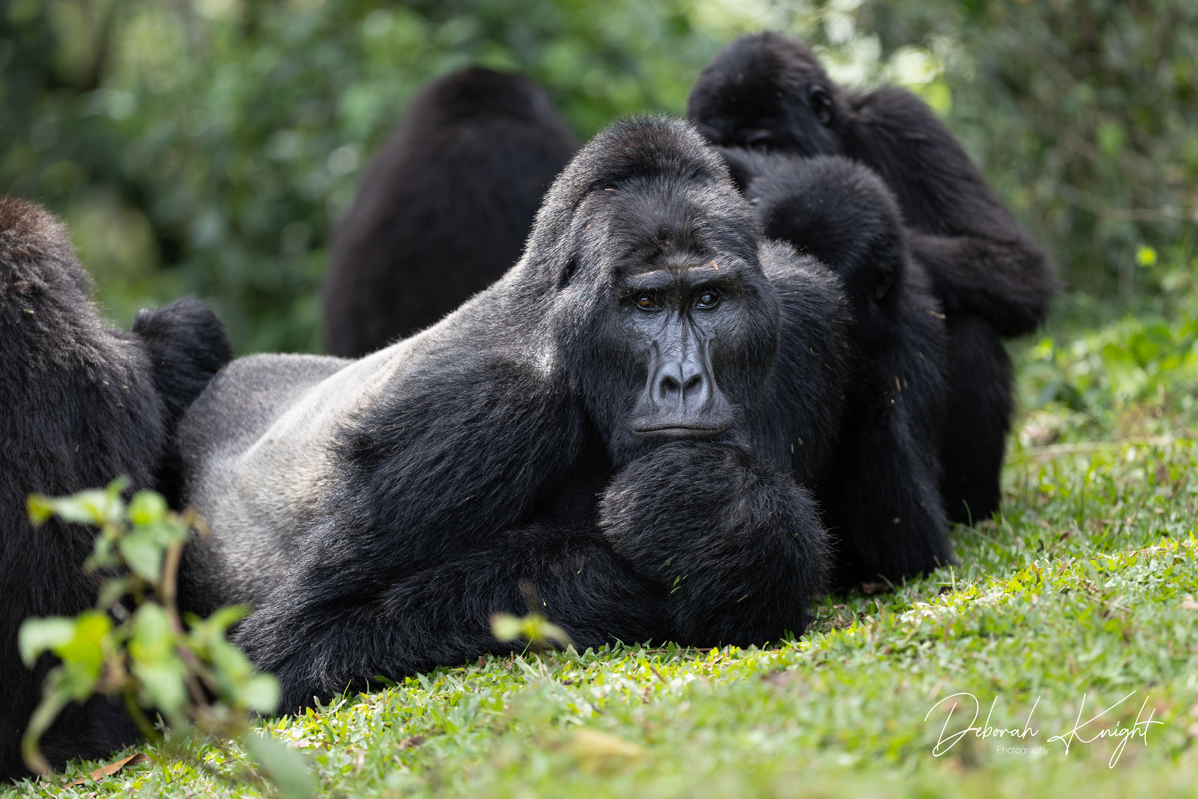 Mountain Gorilla