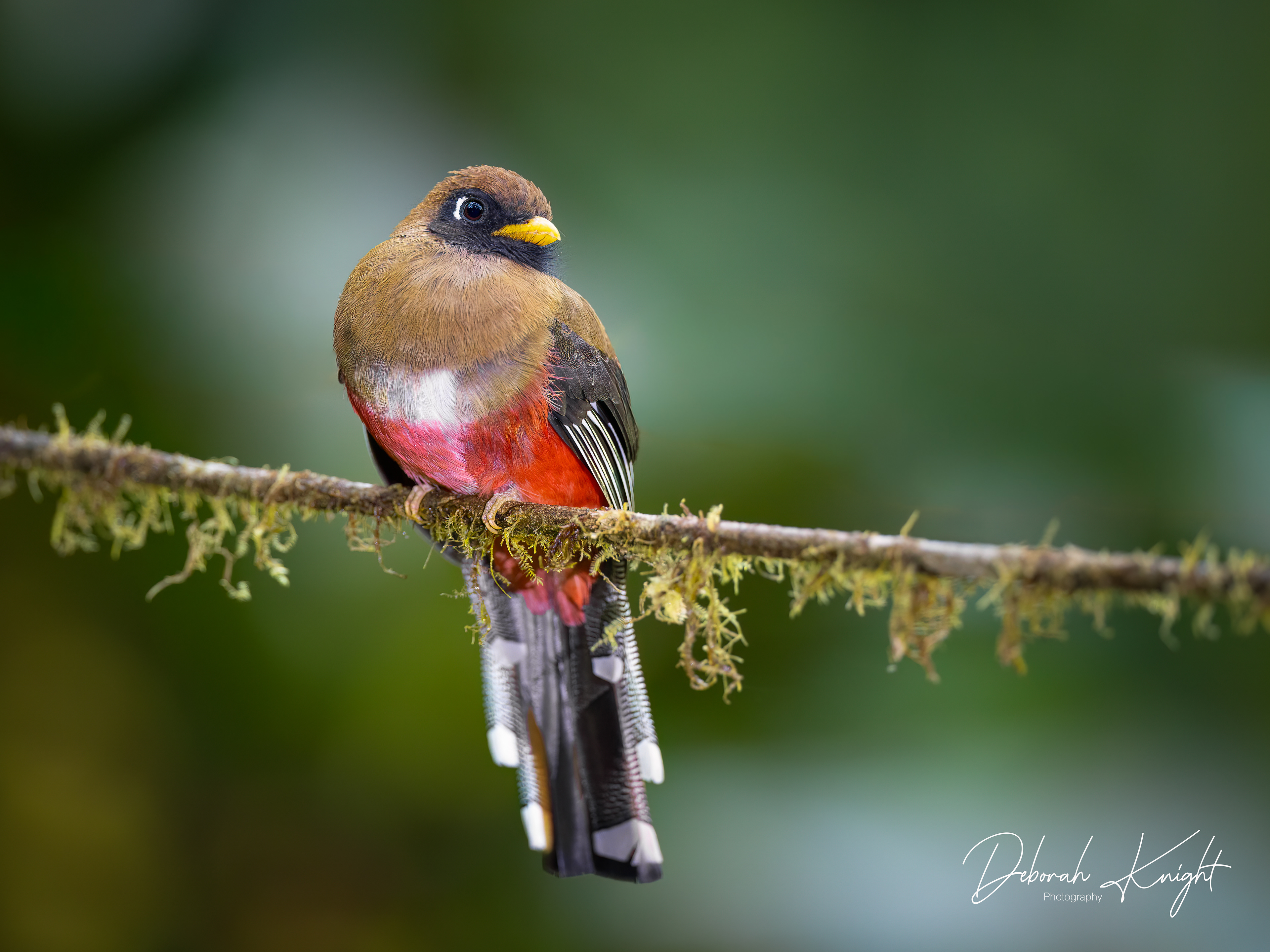 Masked Trogon