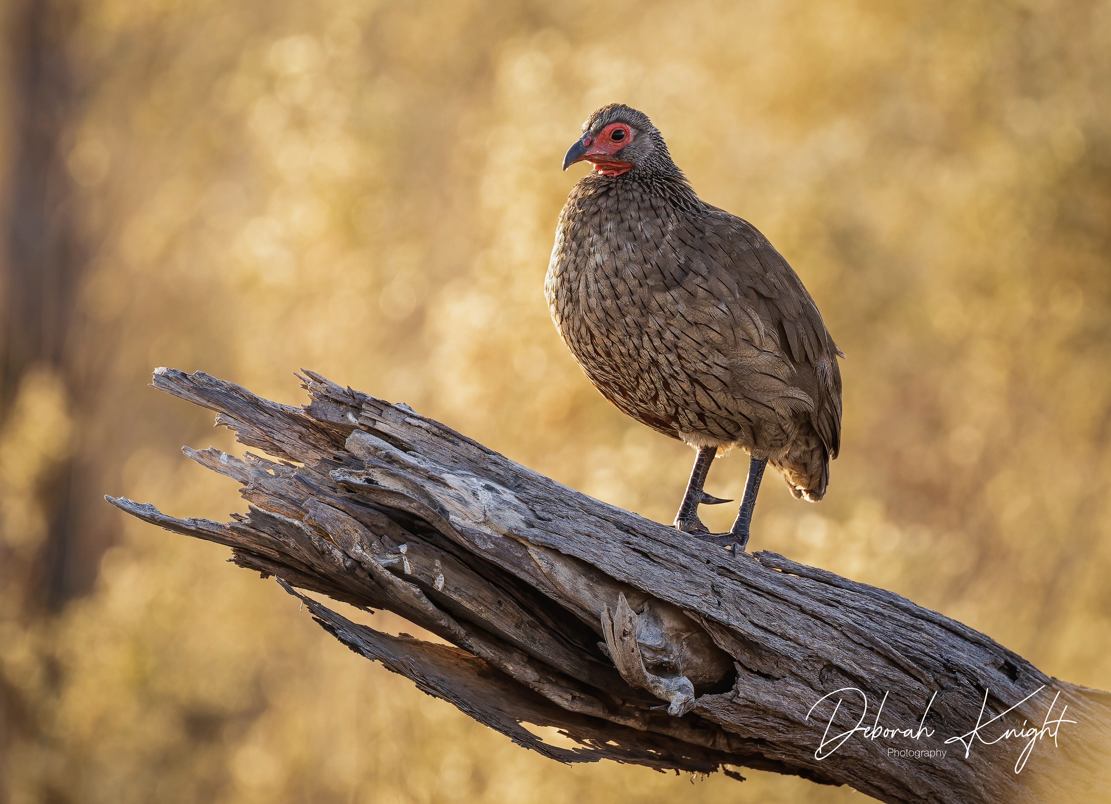Swainson's Francolin