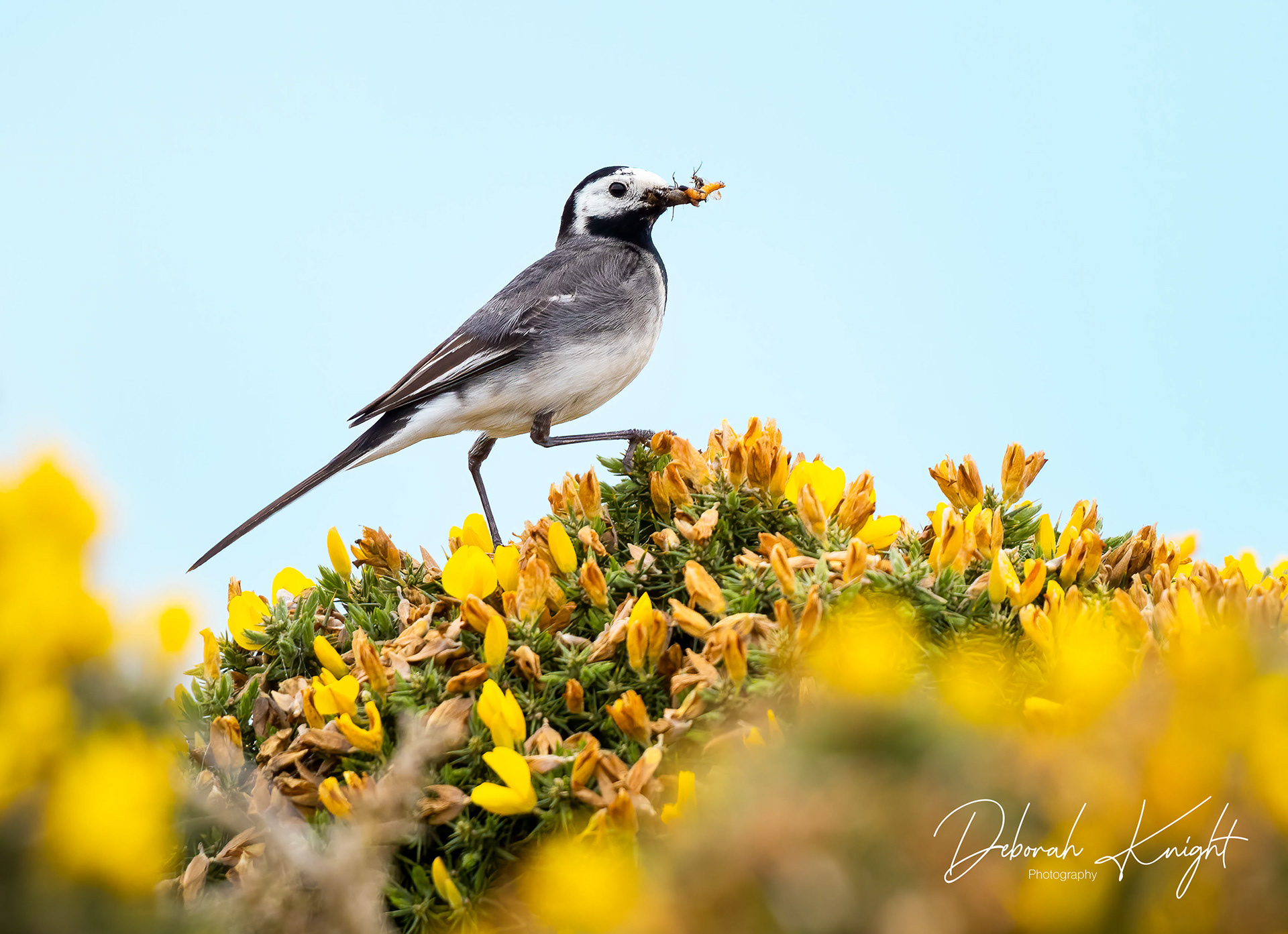 White Wagtail