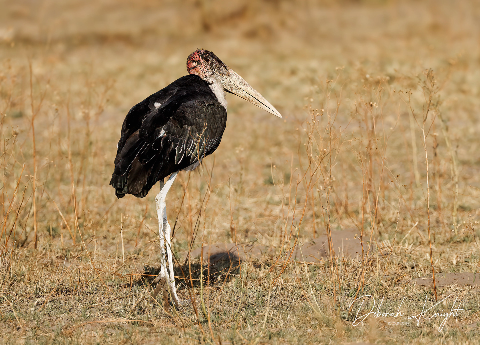 Marabou Stork