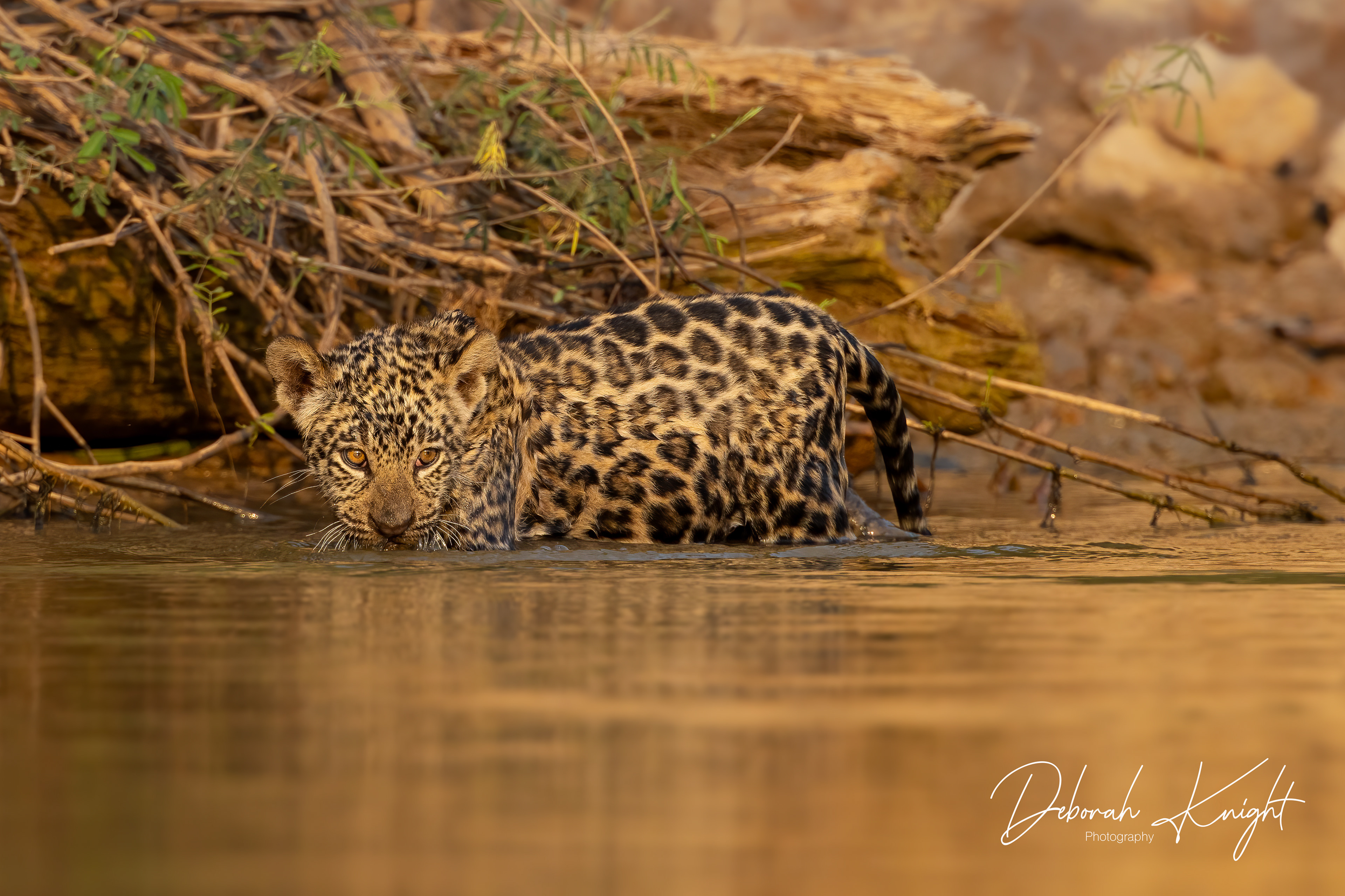 Jaguar Cub