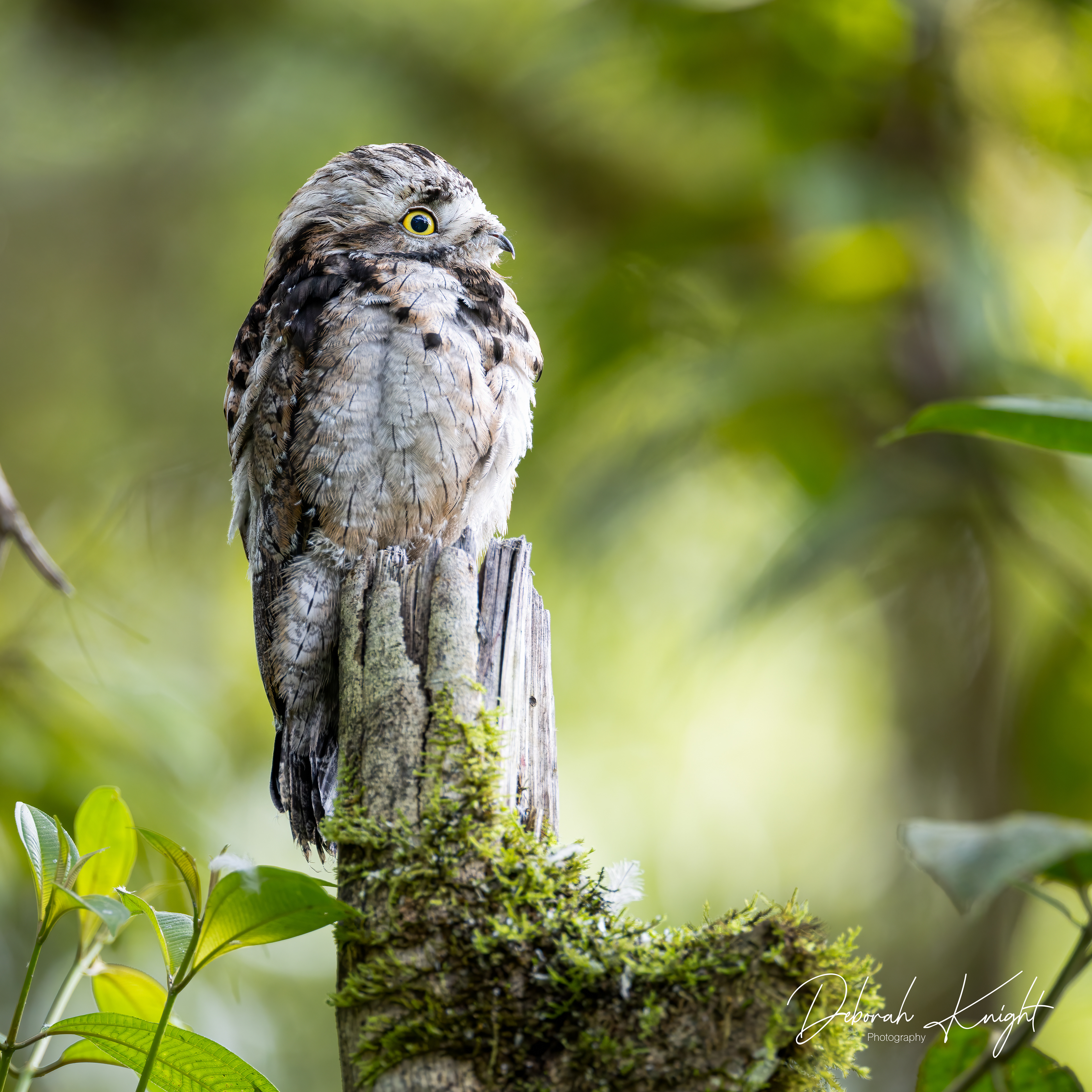 Common Potoo