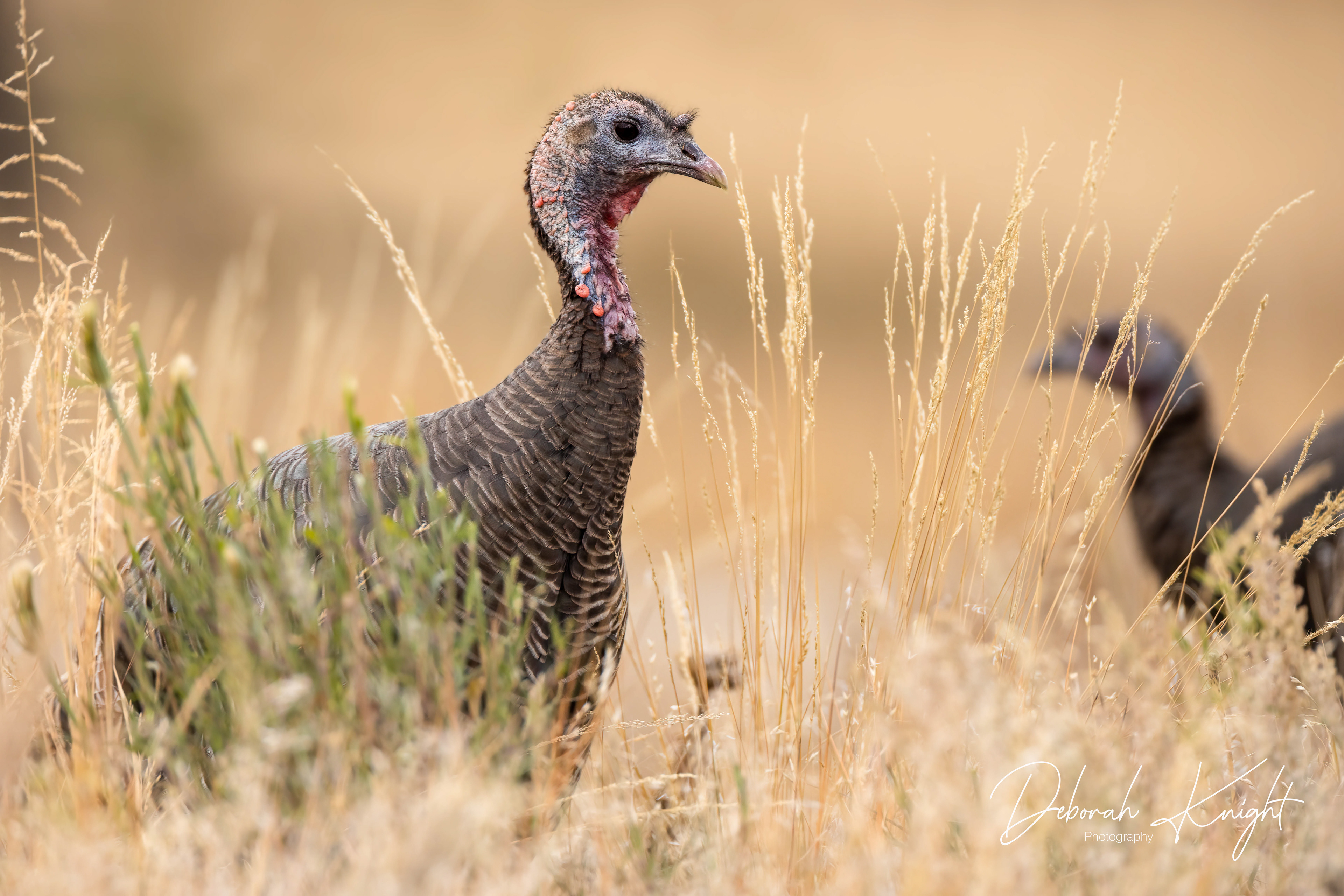 Wild Turkey