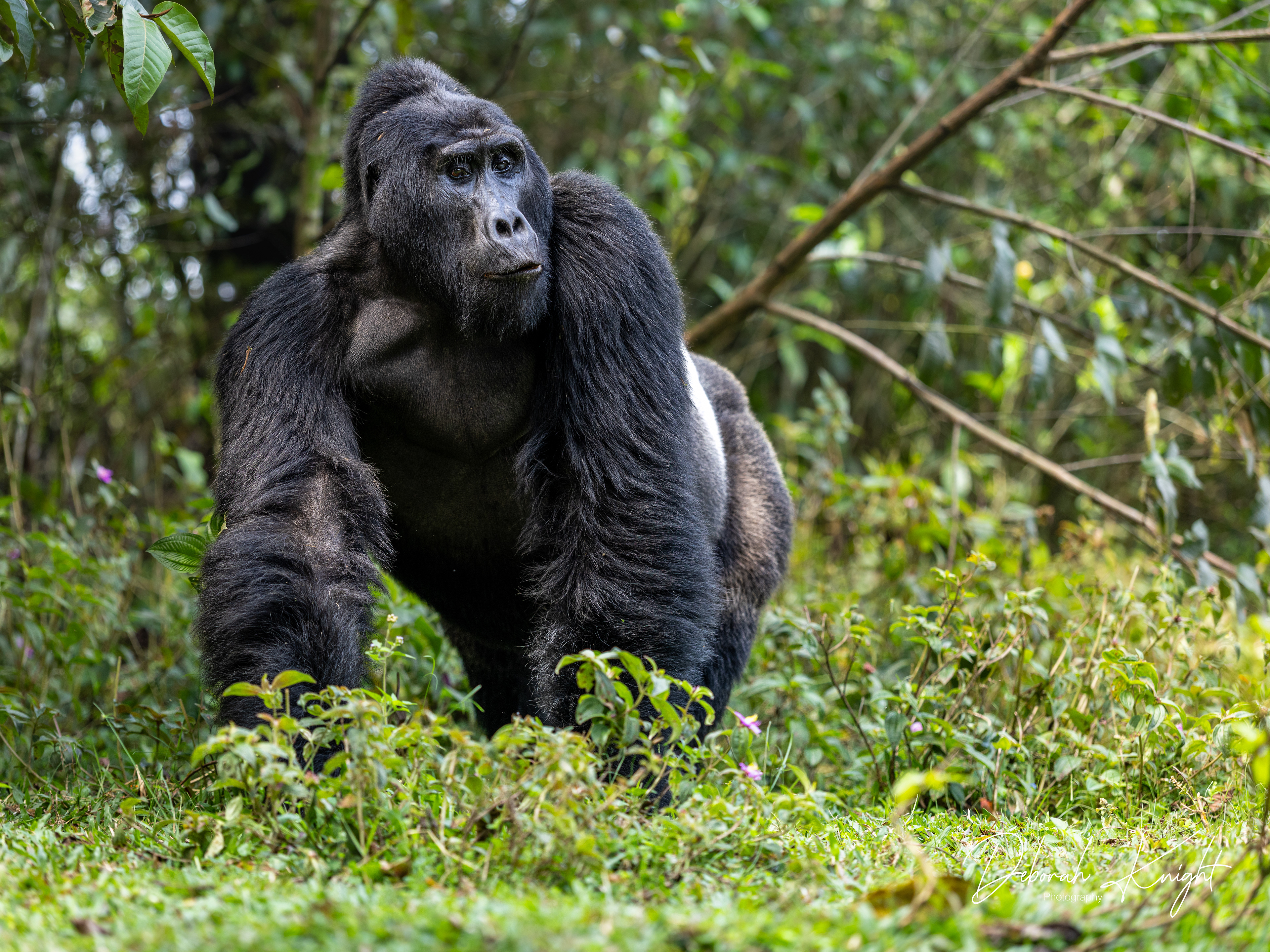 Mountain Gorilla