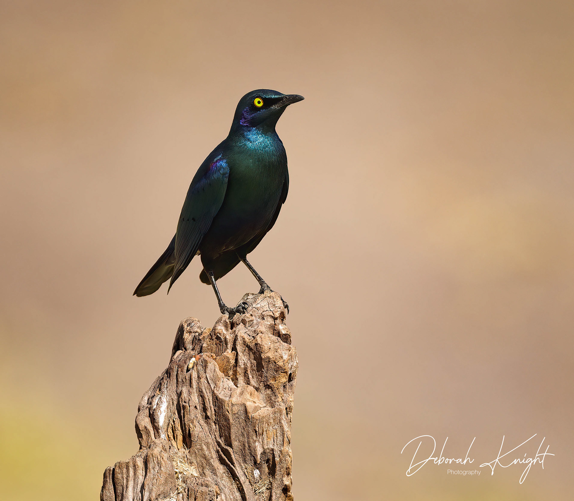 Starling