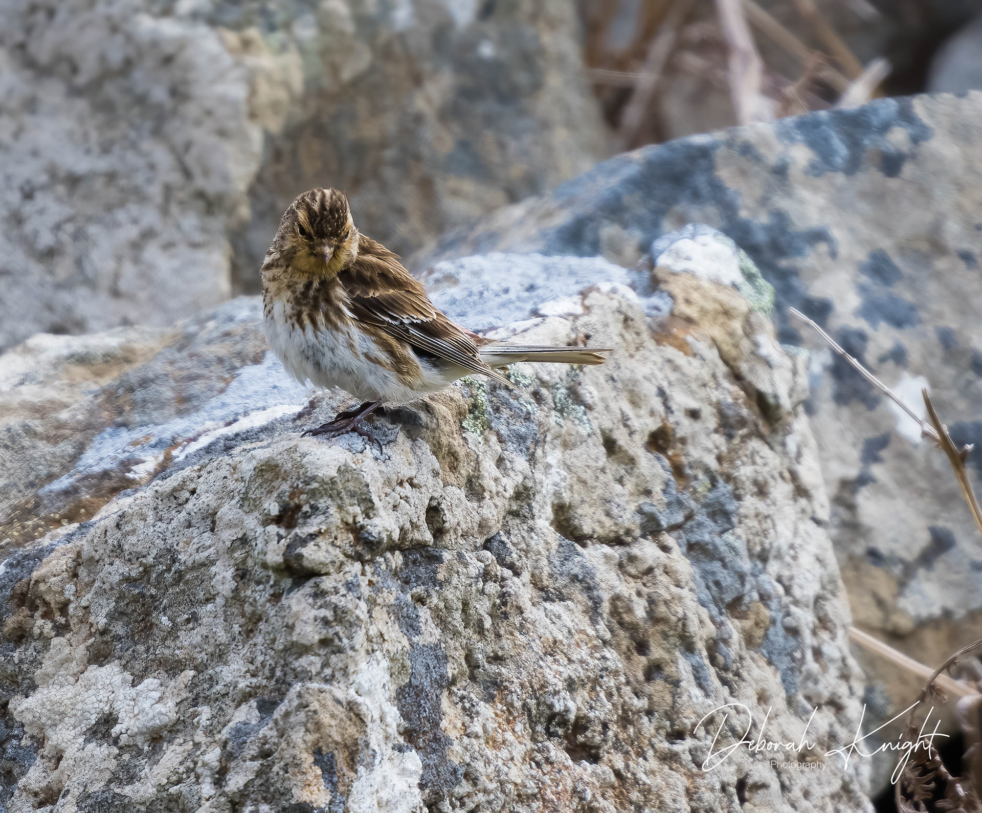 Twite