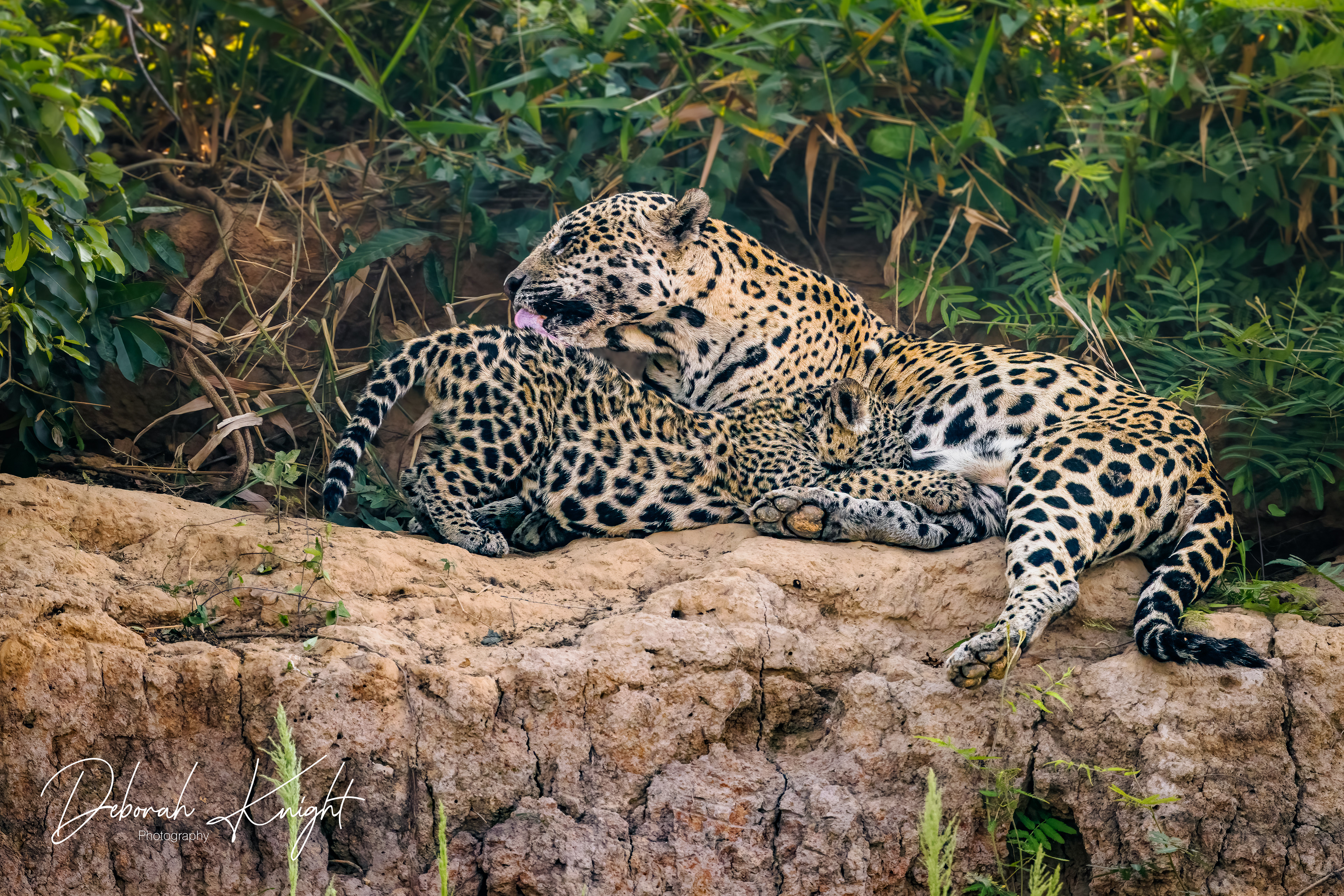 Jaguar Mother and Cub Nursing