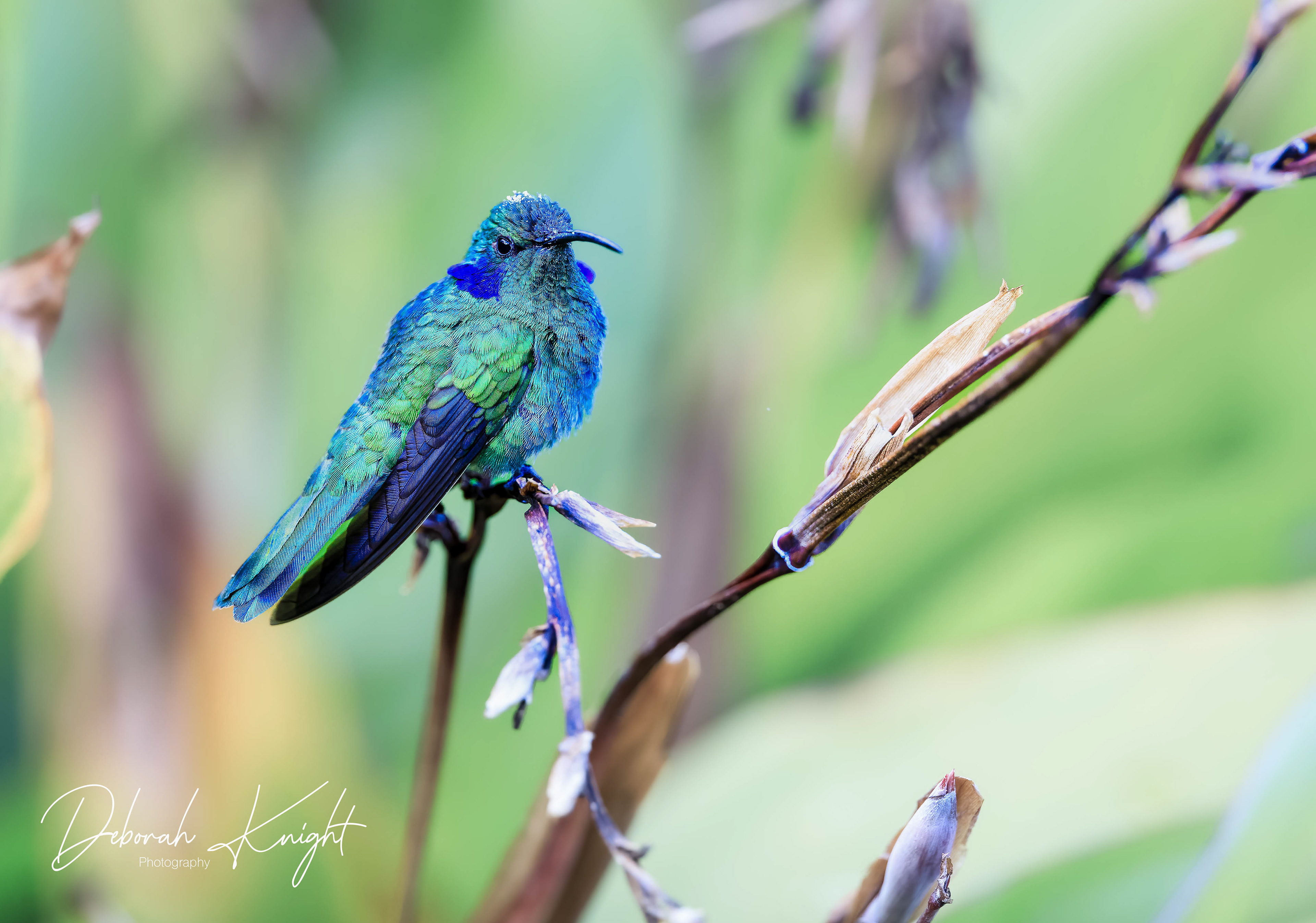 Lesser Violetear