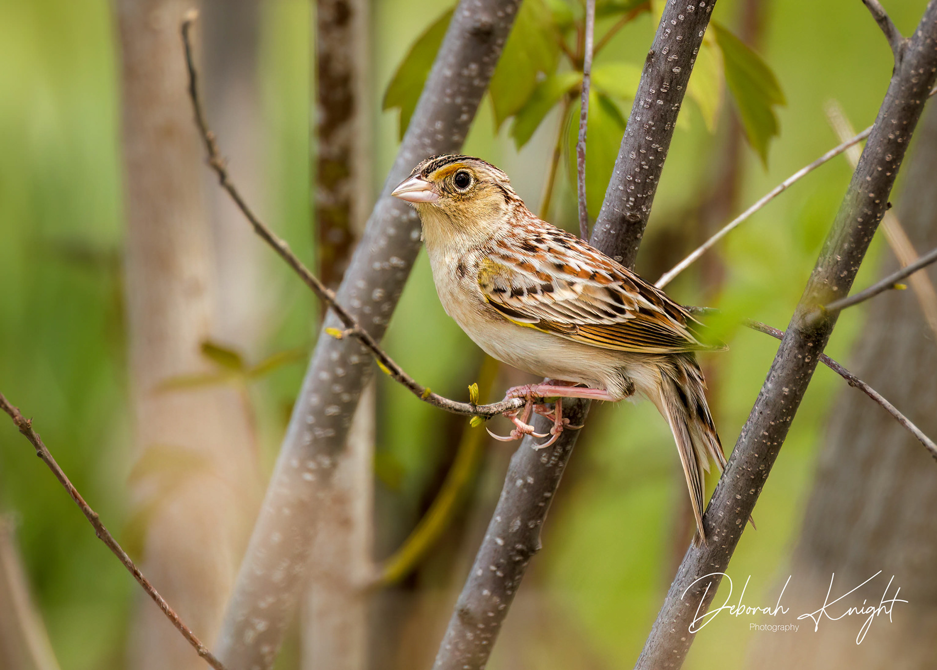Grasshopper Sparrow