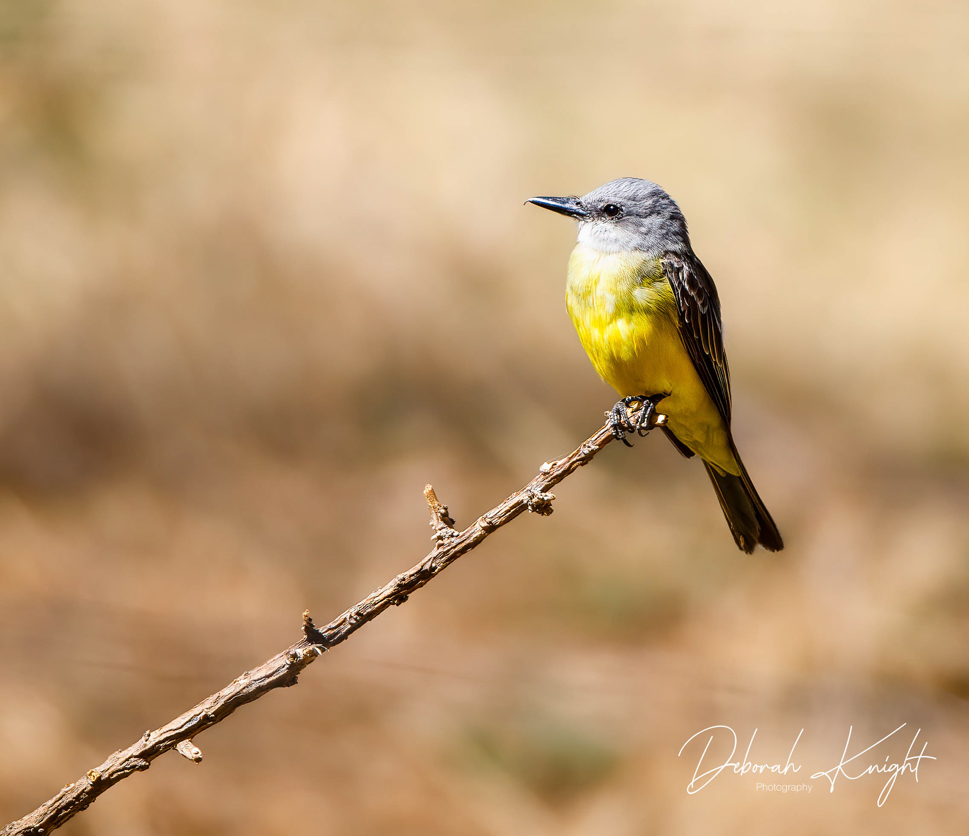Tropical Kingbird